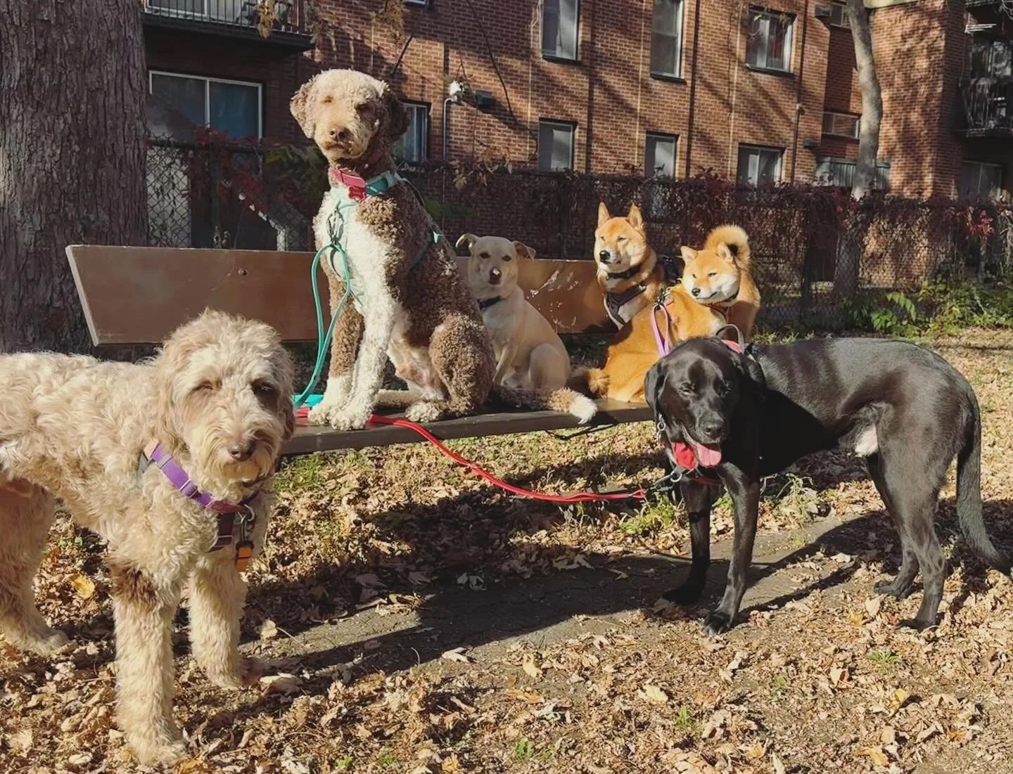 Monday afternoon crew
#brittswalks