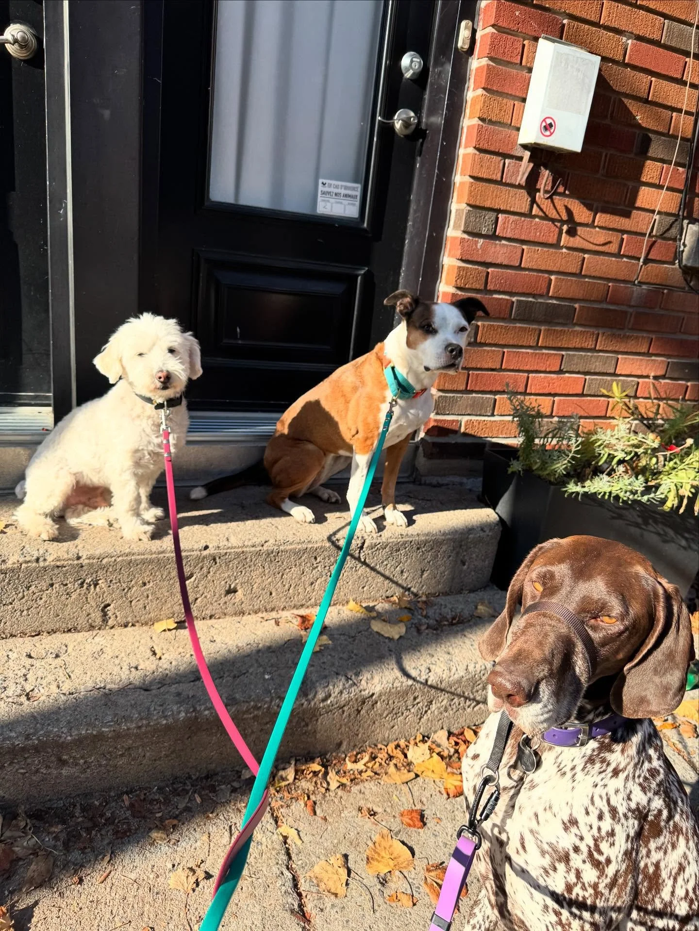 Cleo met Ruby &amp; Queso! #allisonswalks