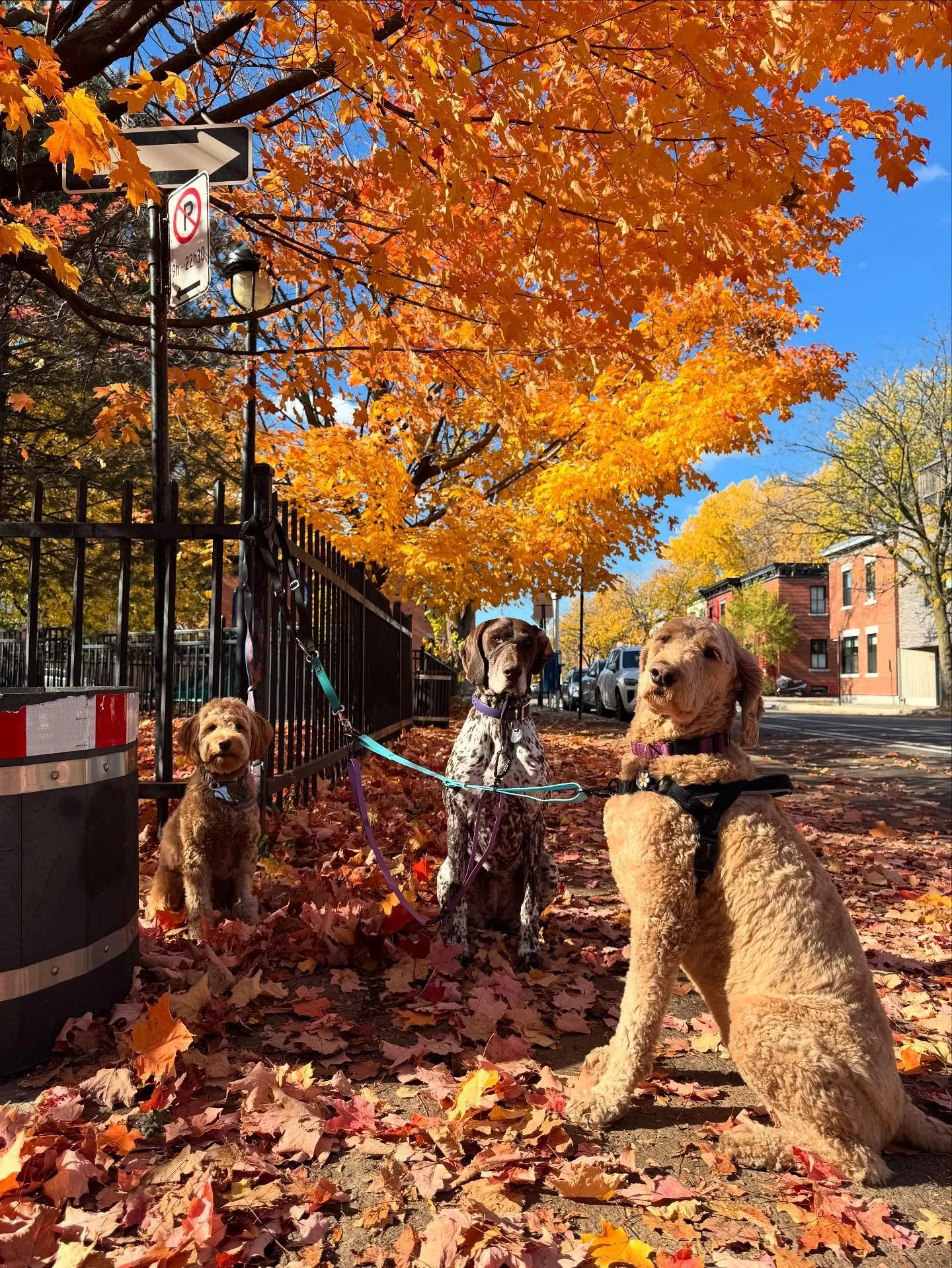💛🧡❤️ #allisonswalks