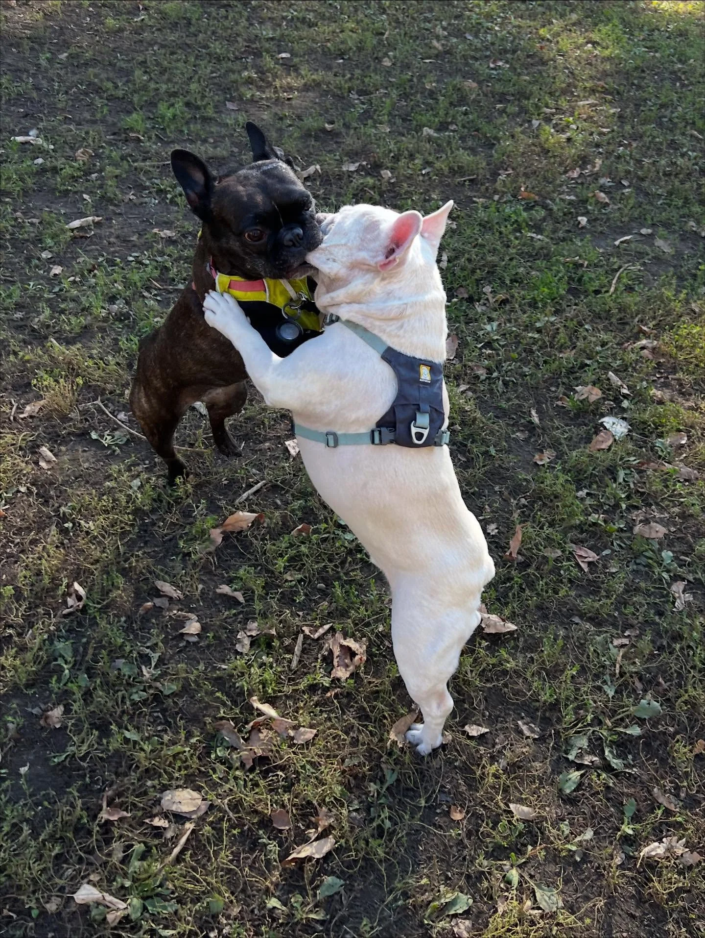 Mae &amp; Rufio love going to the park 🏞️ #monicaswalks