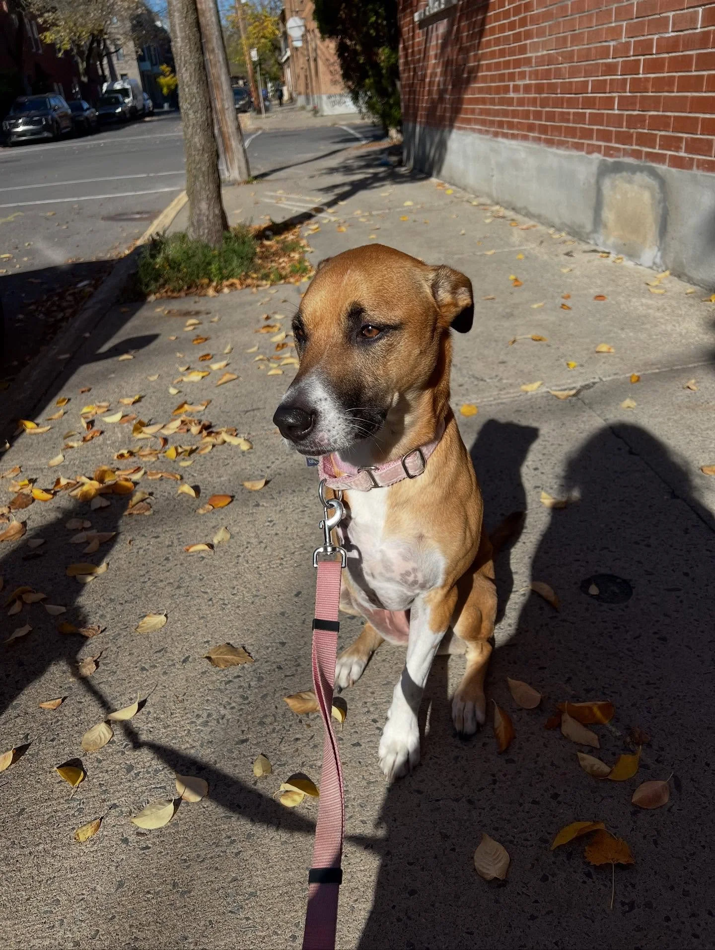 Clover made some new friends today, the girls showed him the ropes 🫶  #monicaswalks