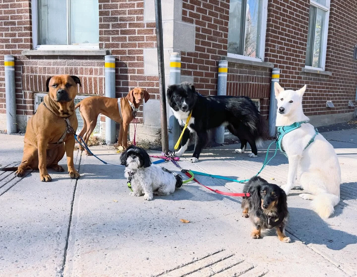 🤎🖤🤍
#brittswalks