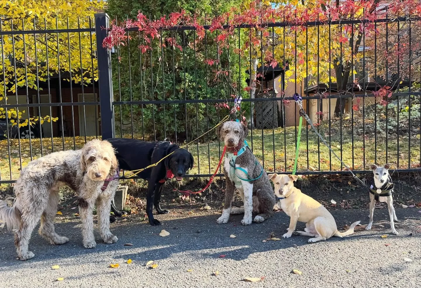 A beautiful fall afternoon with the boys 🍁
#brittswalks