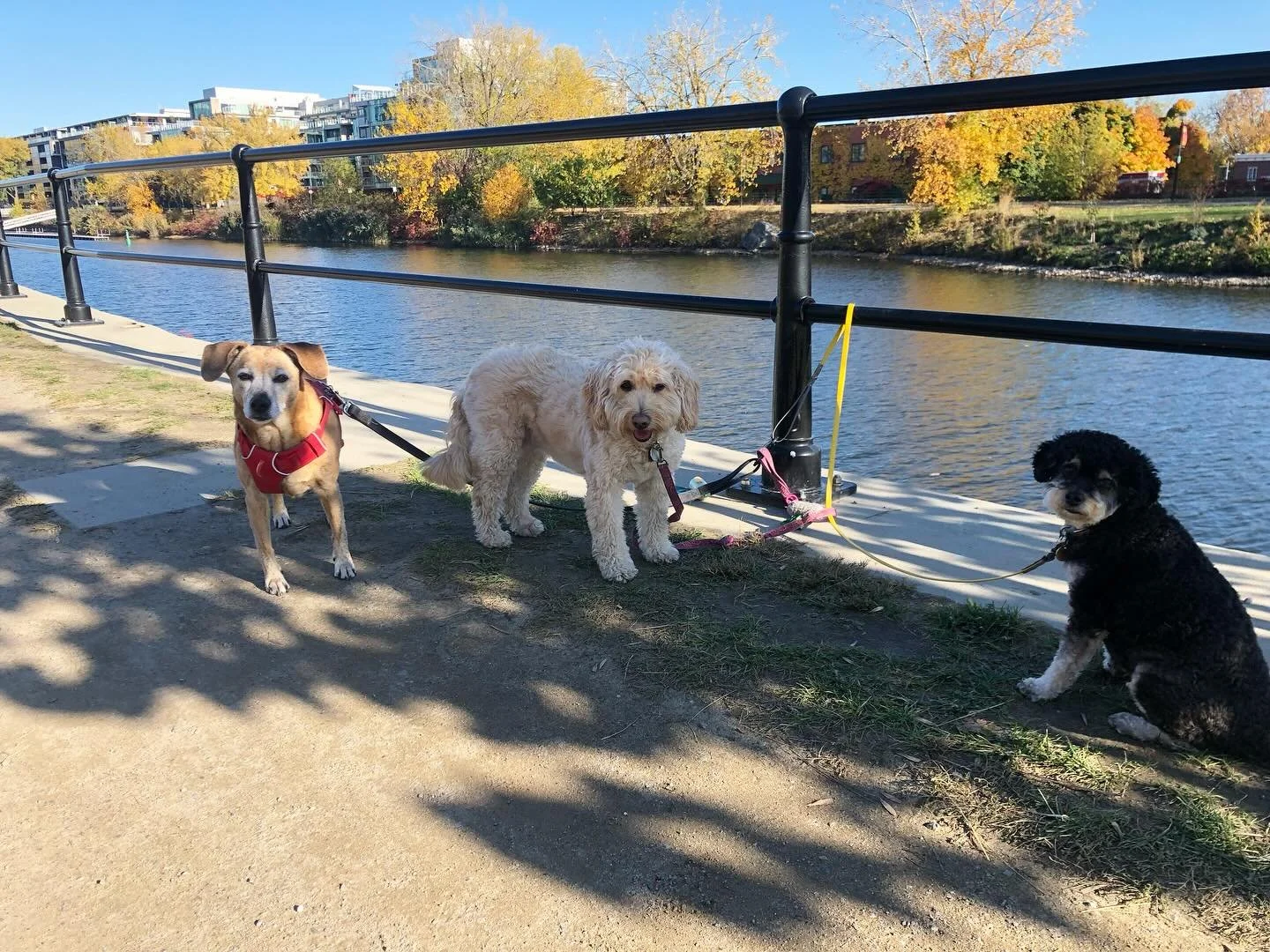 Queens of the Canal ! 👸 #scottswalks