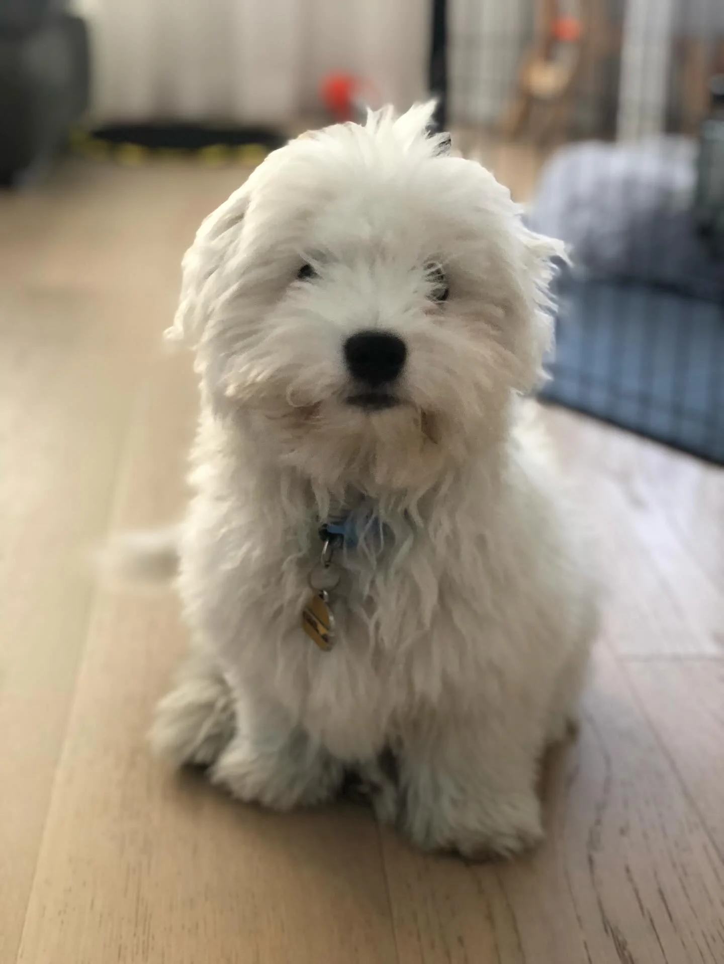 Little Harry is growing up fast!! 🥰🥹 #scottswalks