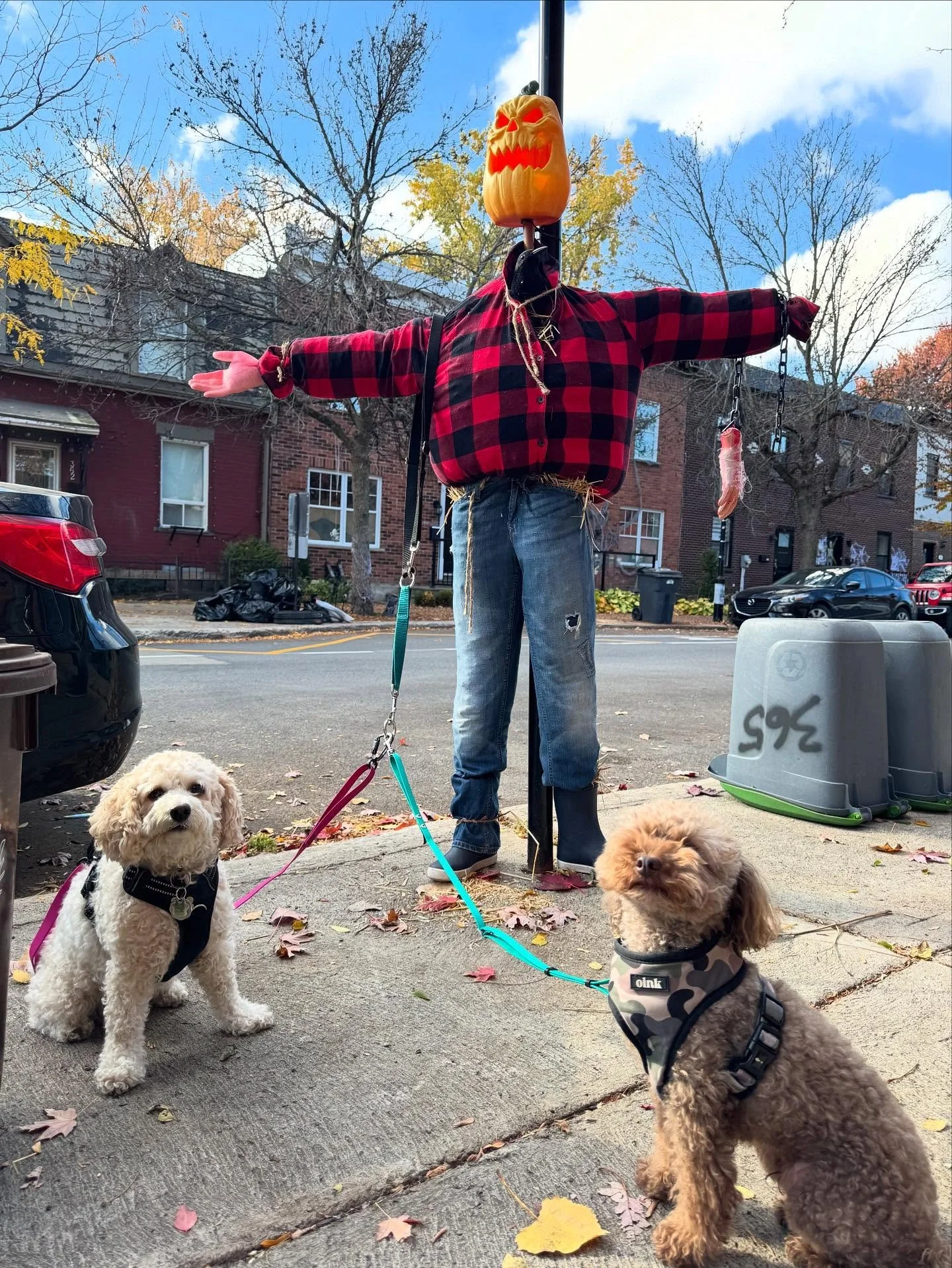 Check out our newest team member 🎃 👻