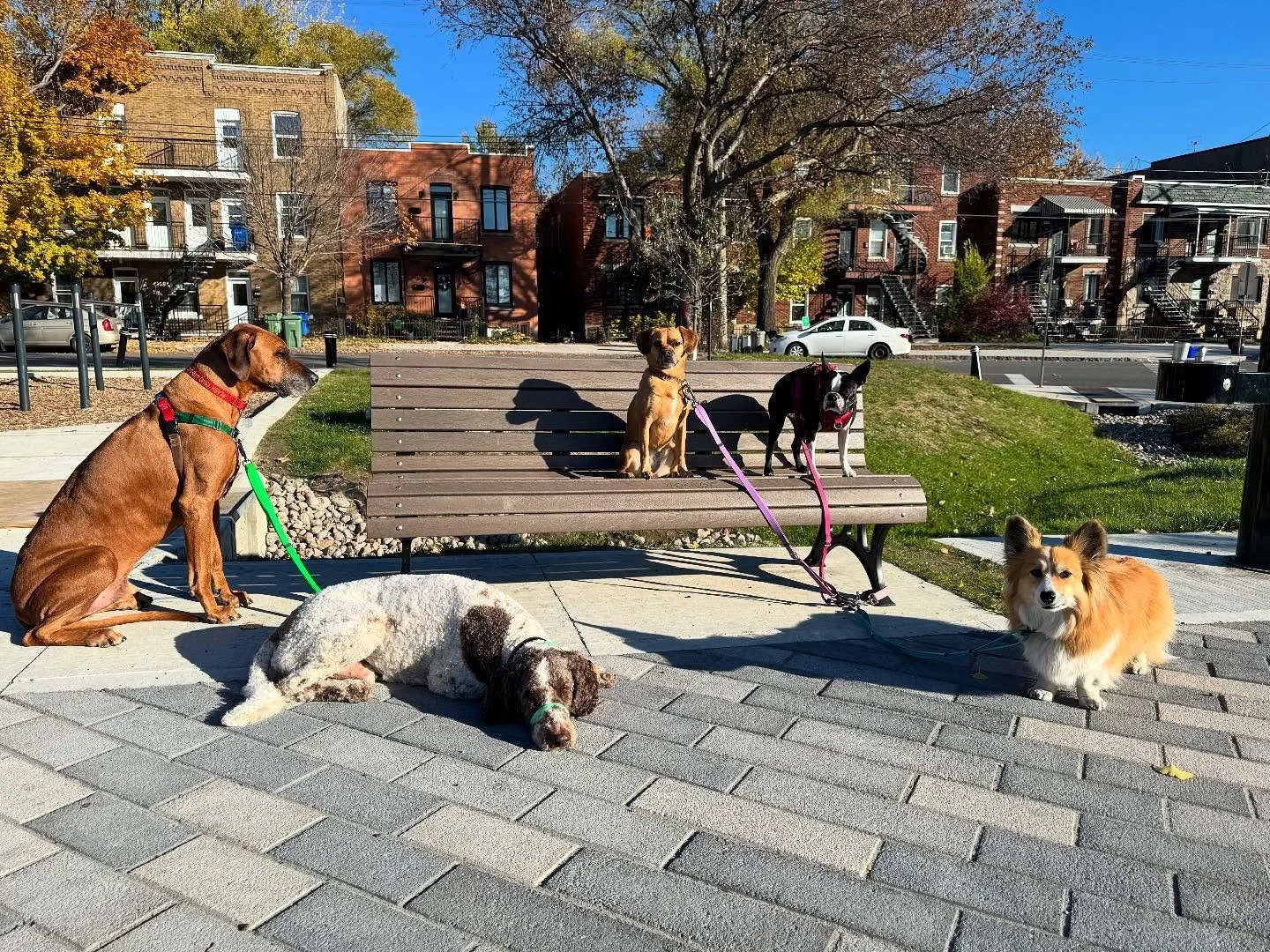 Afternoon crew! #allisonswalks