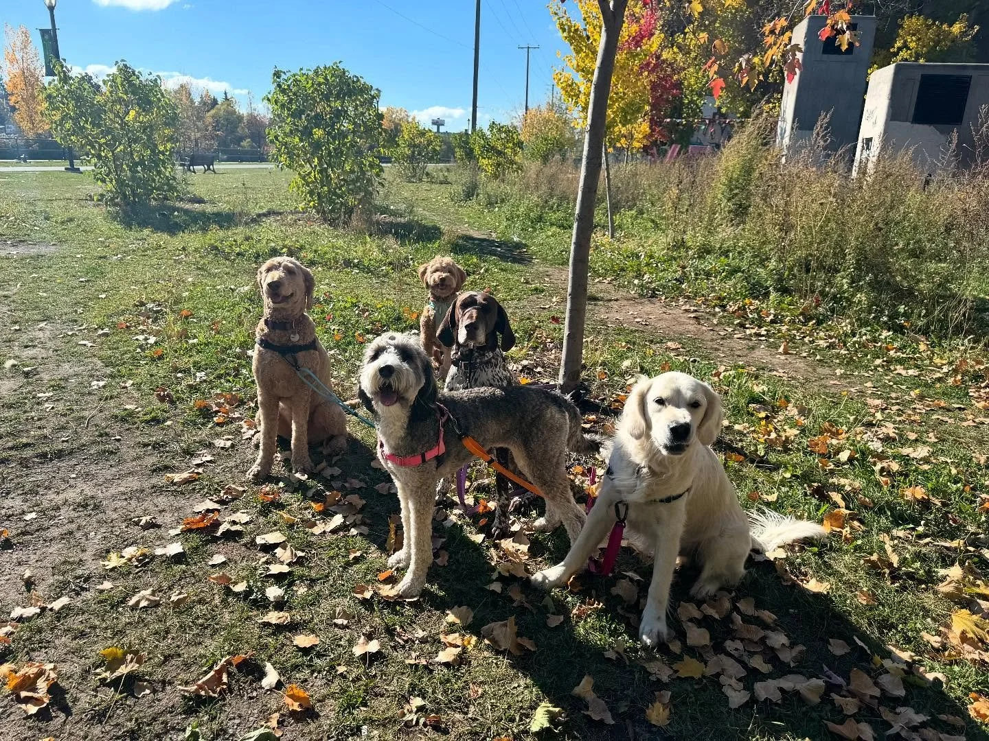 Perfect day for a walk on the canal 😊 #allisonswalks