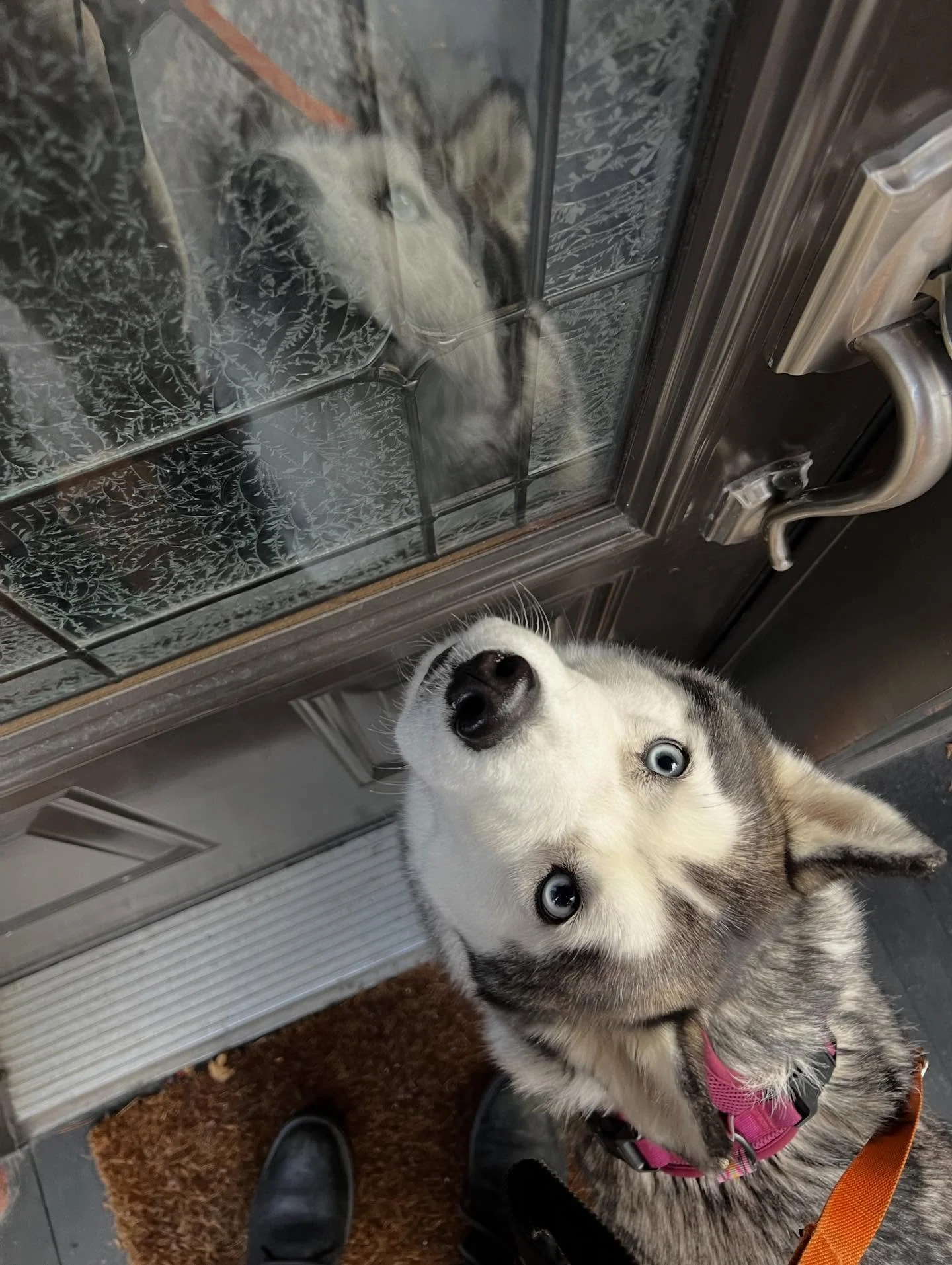 Ta&iuml;ga 🫶  #monicaswalks