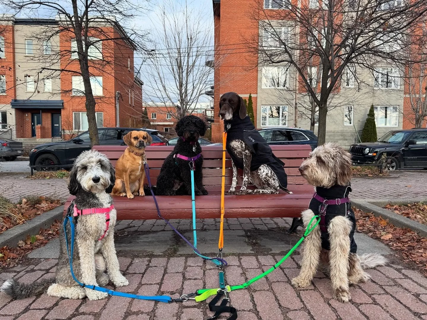 Mia&rsquo;s looking, Luke&rsquo;s looking but never at the same time 😆 #allisonswalks