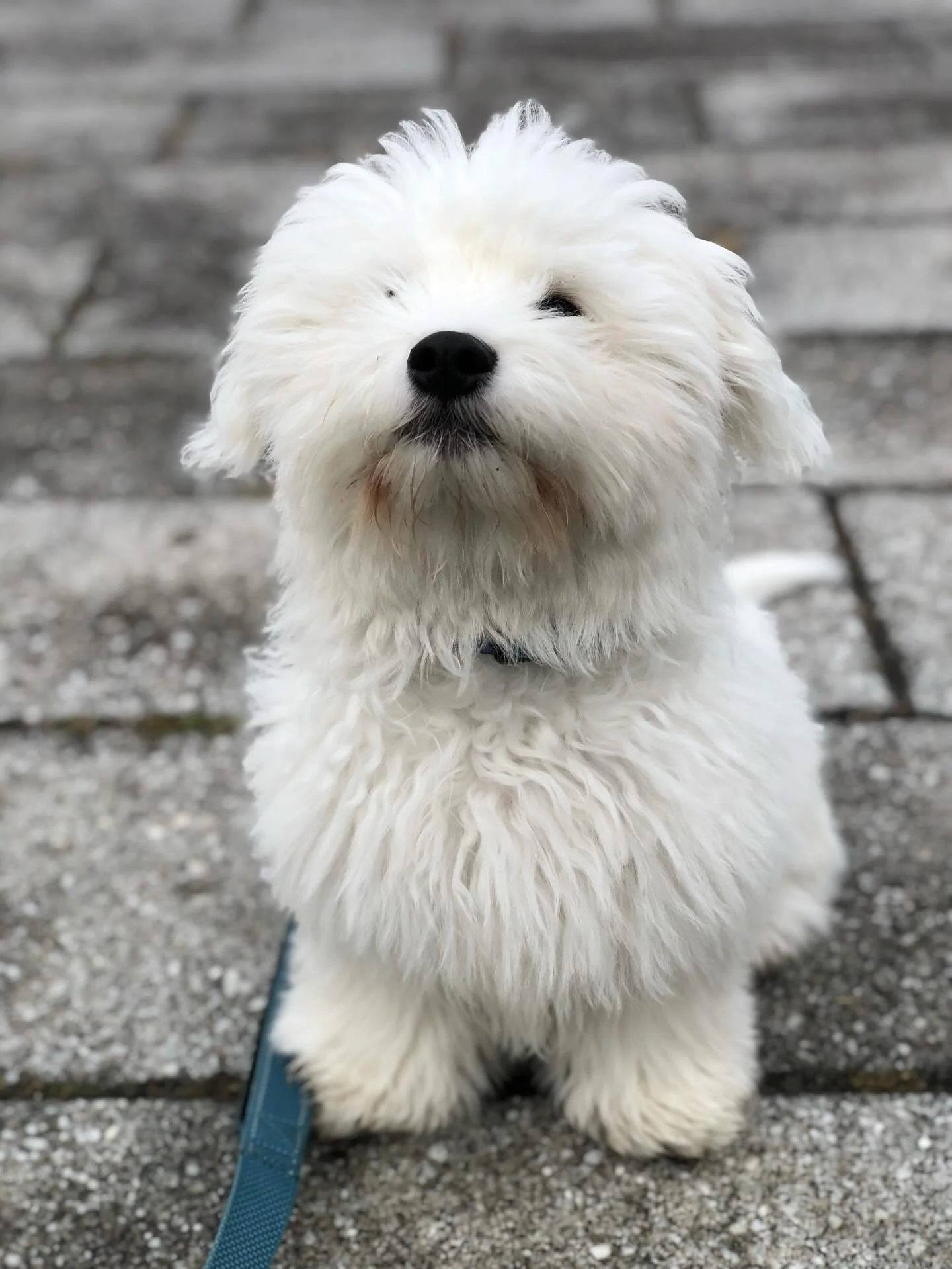 Harrryyyy 🤍🤍 #scottswalks