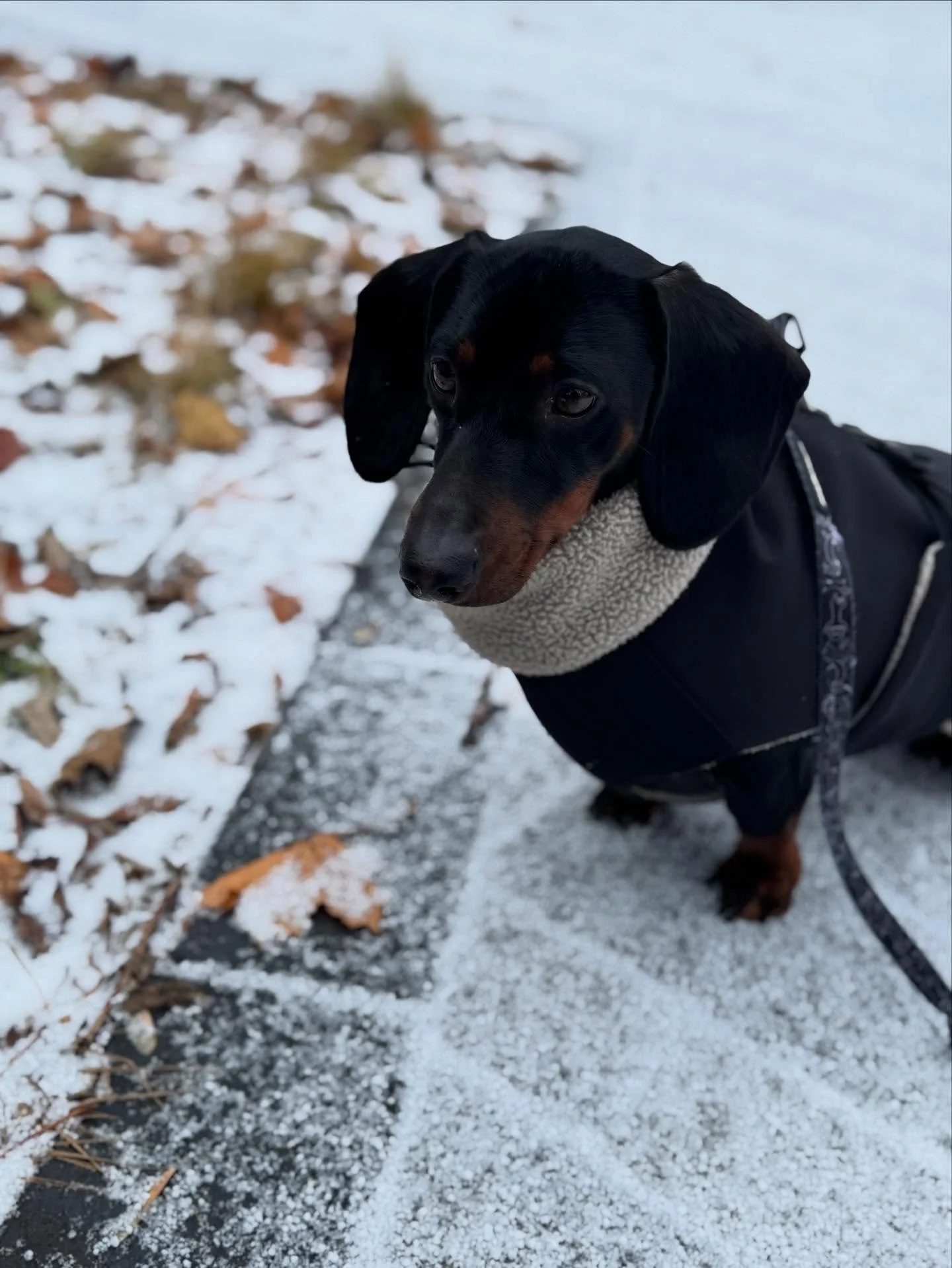 Malo la saucisse!! 🌭 #allisonswalks