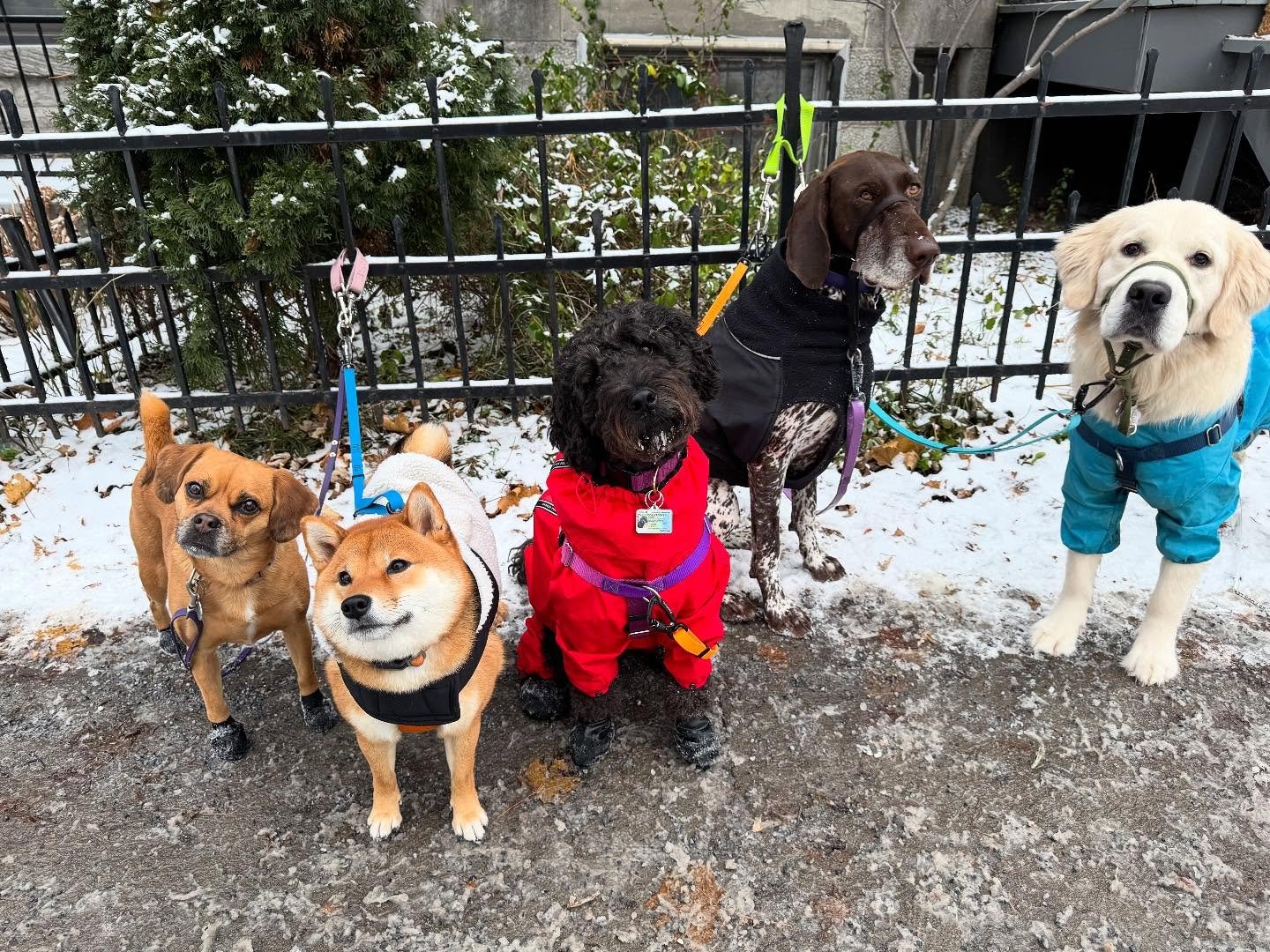 Look at all those head tilts!!! 🥰🥰 #allisonswalks