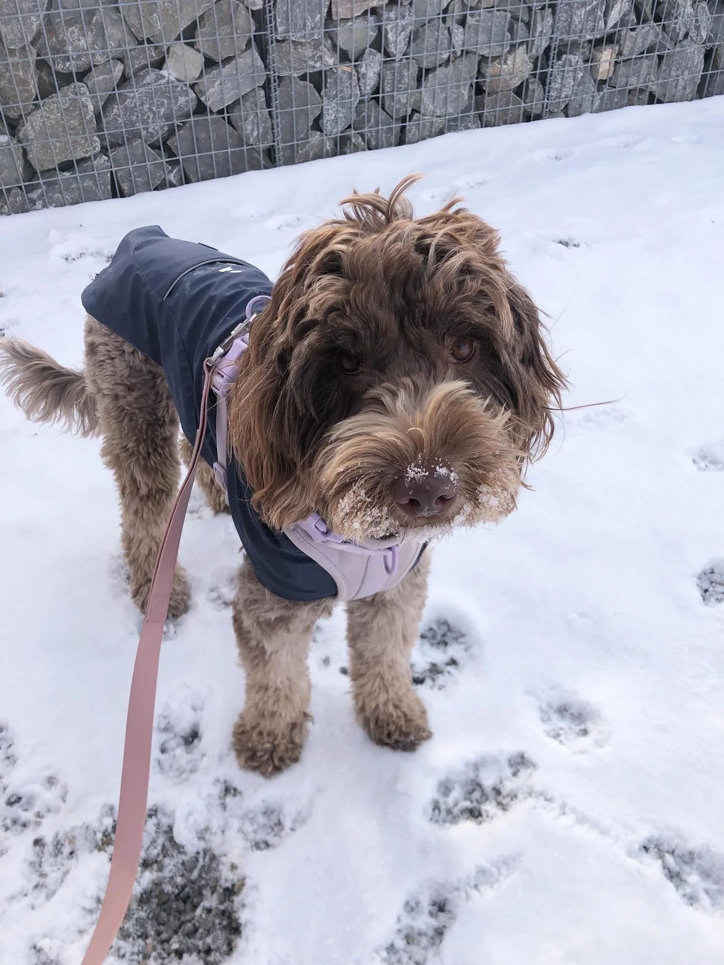 Bali Girl 💜 #scottswalks