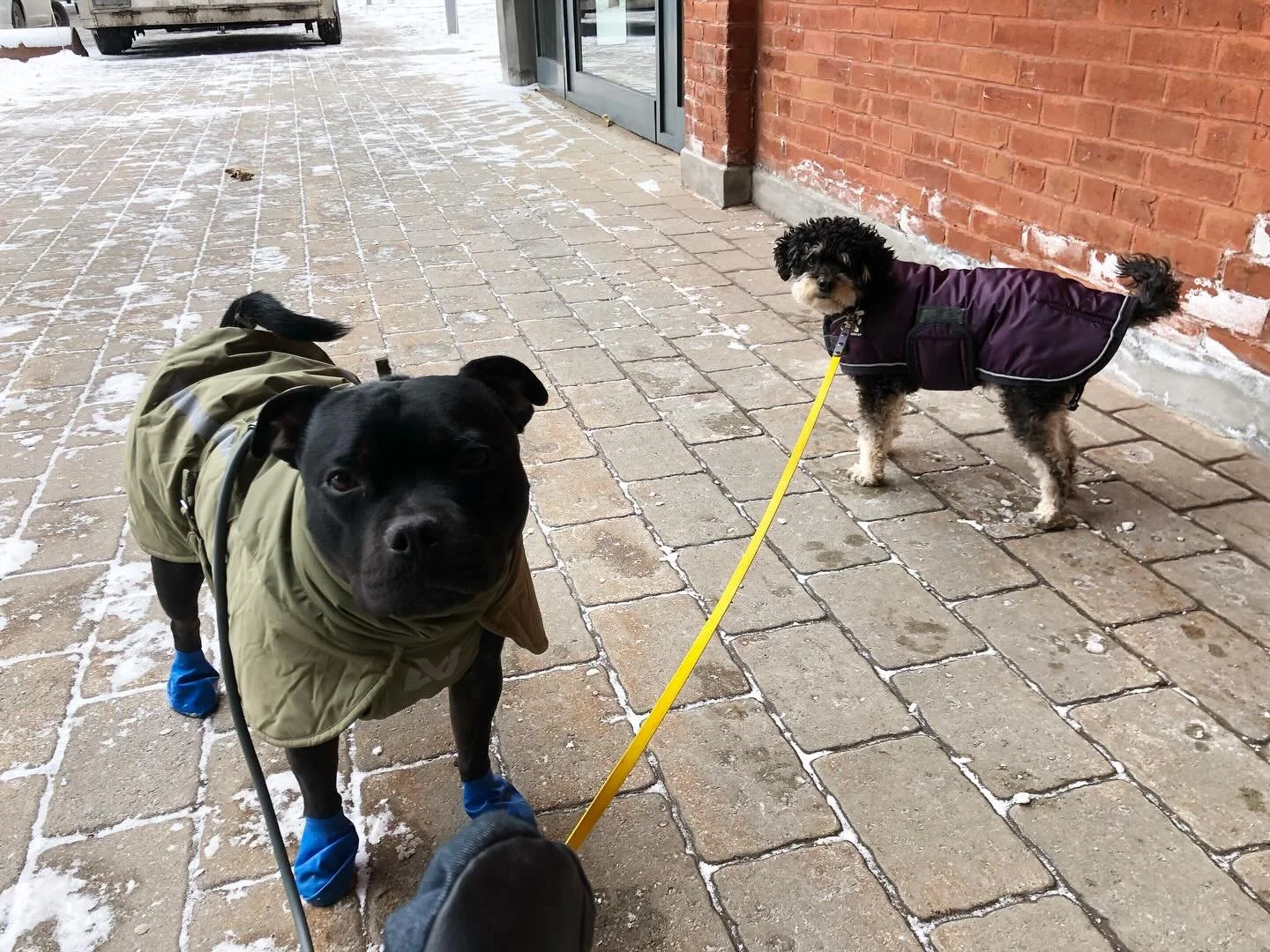 Oscar &amp; Solange #scottswalks