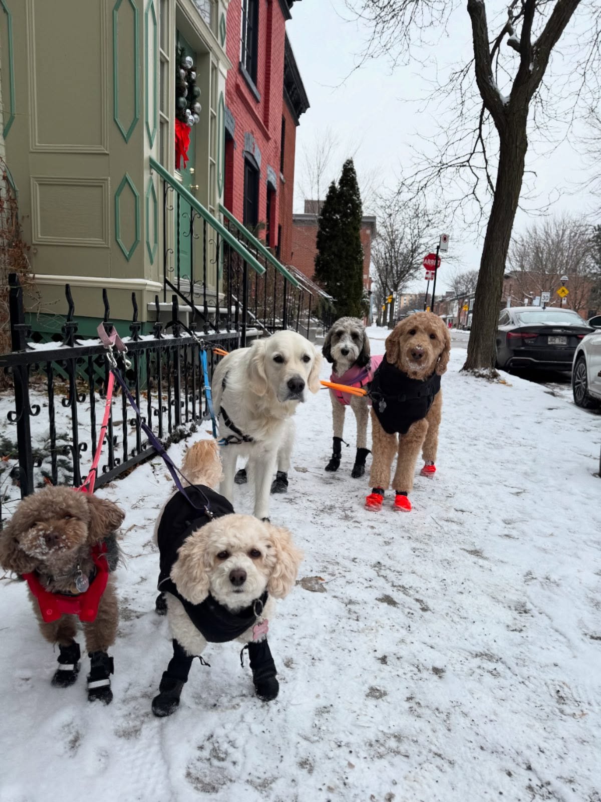 That&rsquo;s a wrap for #allisonswalks for 2025!!! Thank you to our clients for being the absolute best - wishing you all happy holidays and we&rsquo;ll see you in Jan!! ✨🎄💖