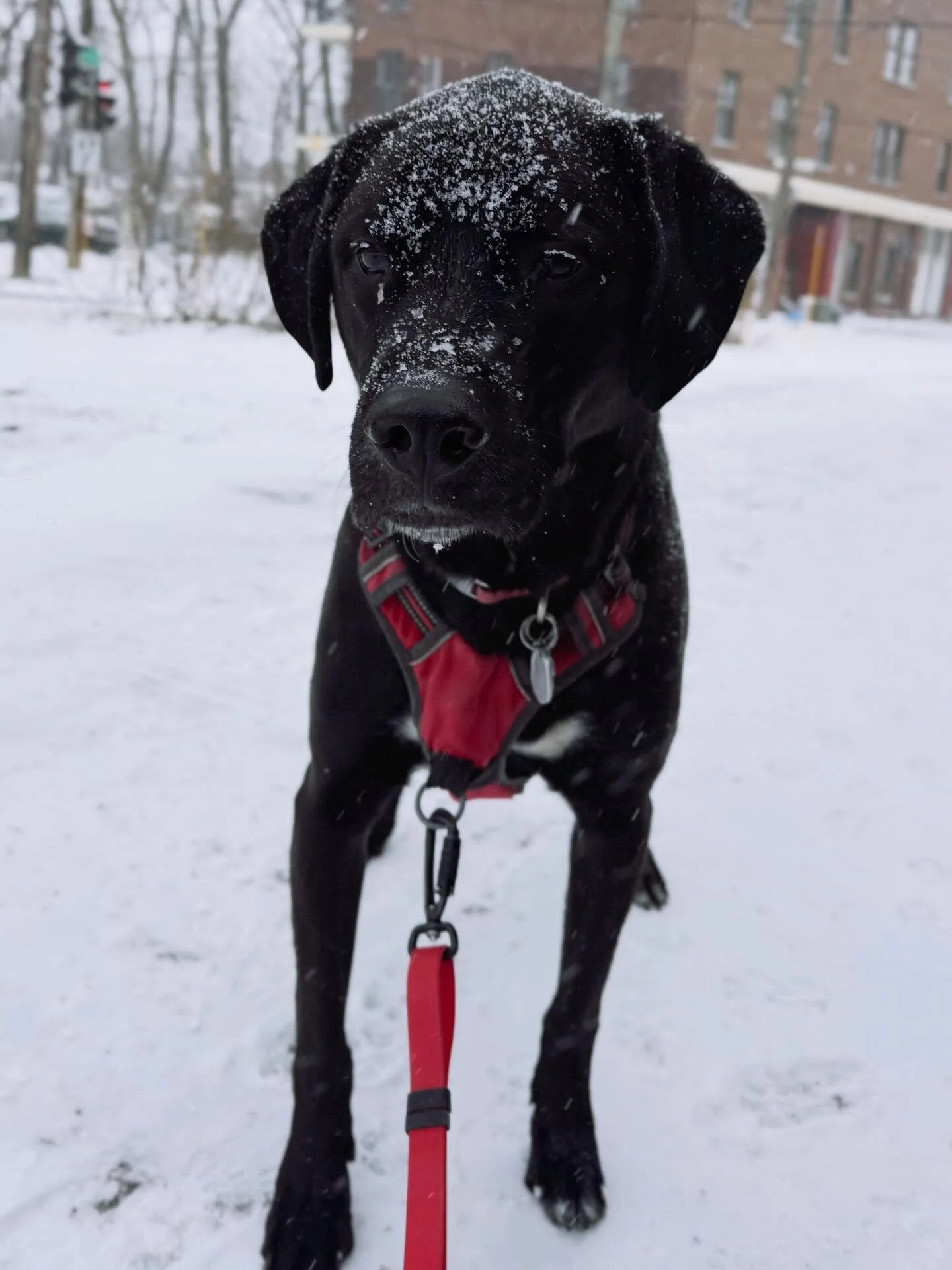 Who&rsquo;s been naughty and who&rsquo;s been nice?!
#brittswalks