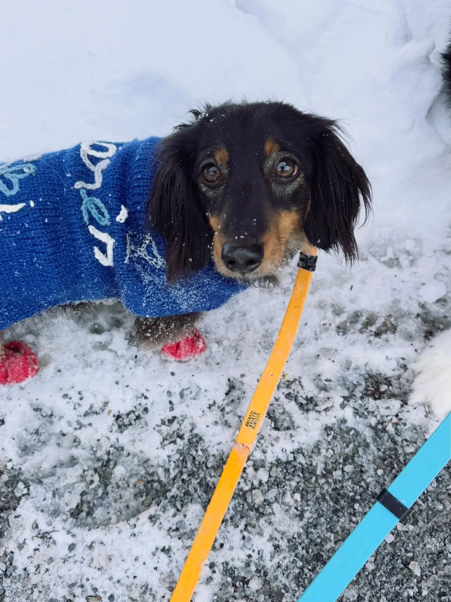 Tuesday morning crew
#brittswalks