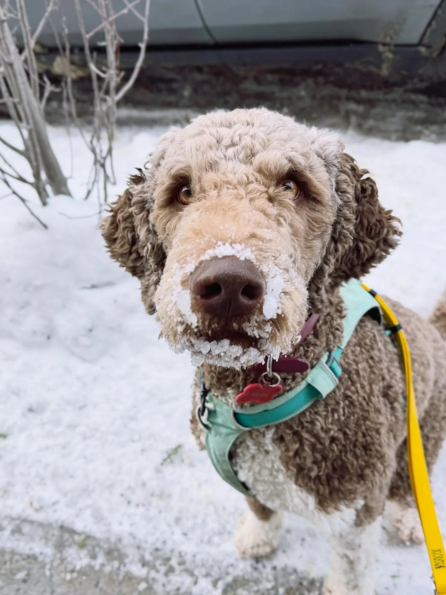 Varying degrees of snow beards!
#brittswalks