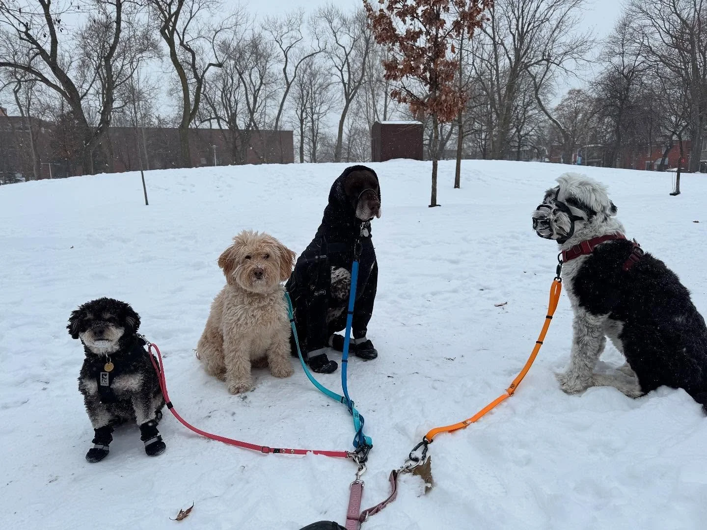 Monday afternoon crew! #allisonswalks