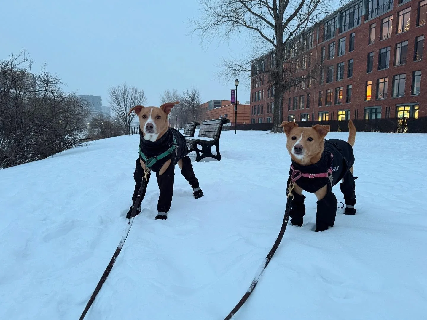 Tank &amp; Prim showing off their winter gear!! #allisonswalks