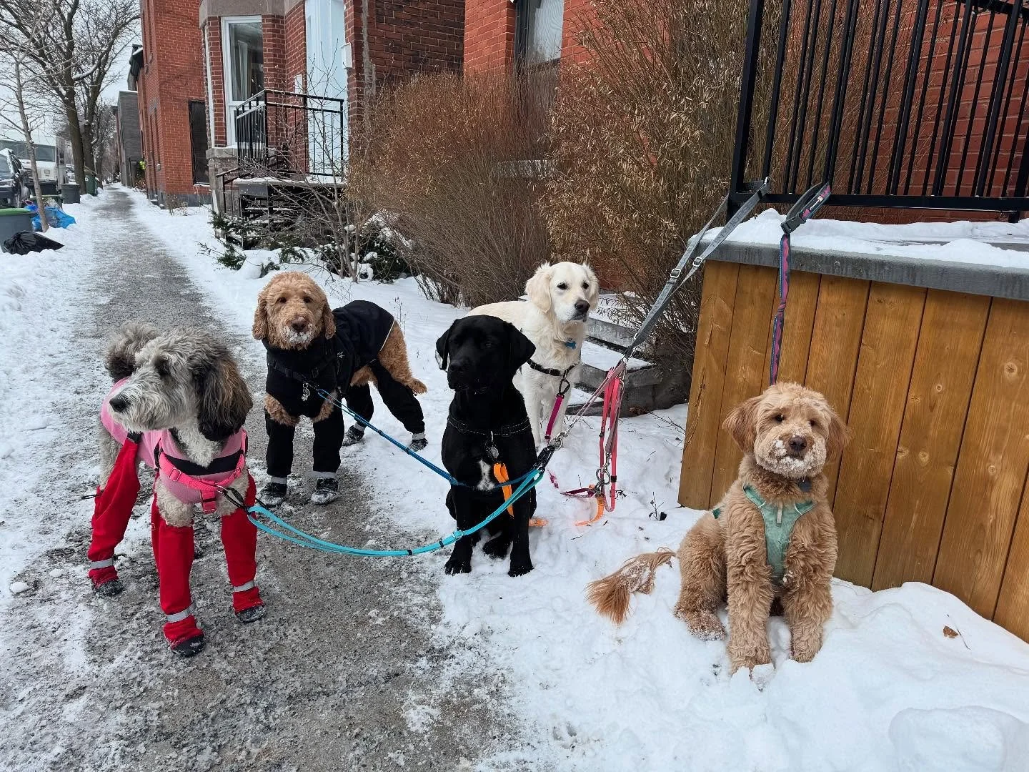 Happy Tuesday 😍 #allisonswalks