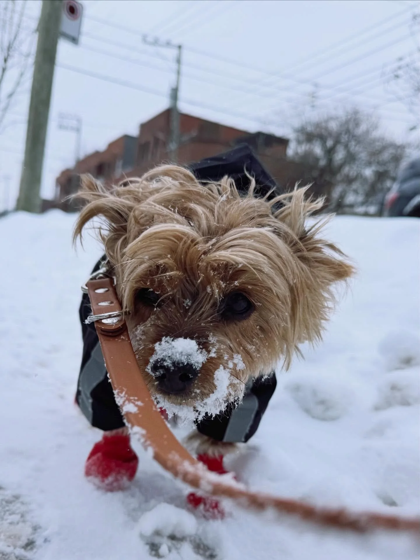 Little snow angel Jinger ❄️
#brittswalks