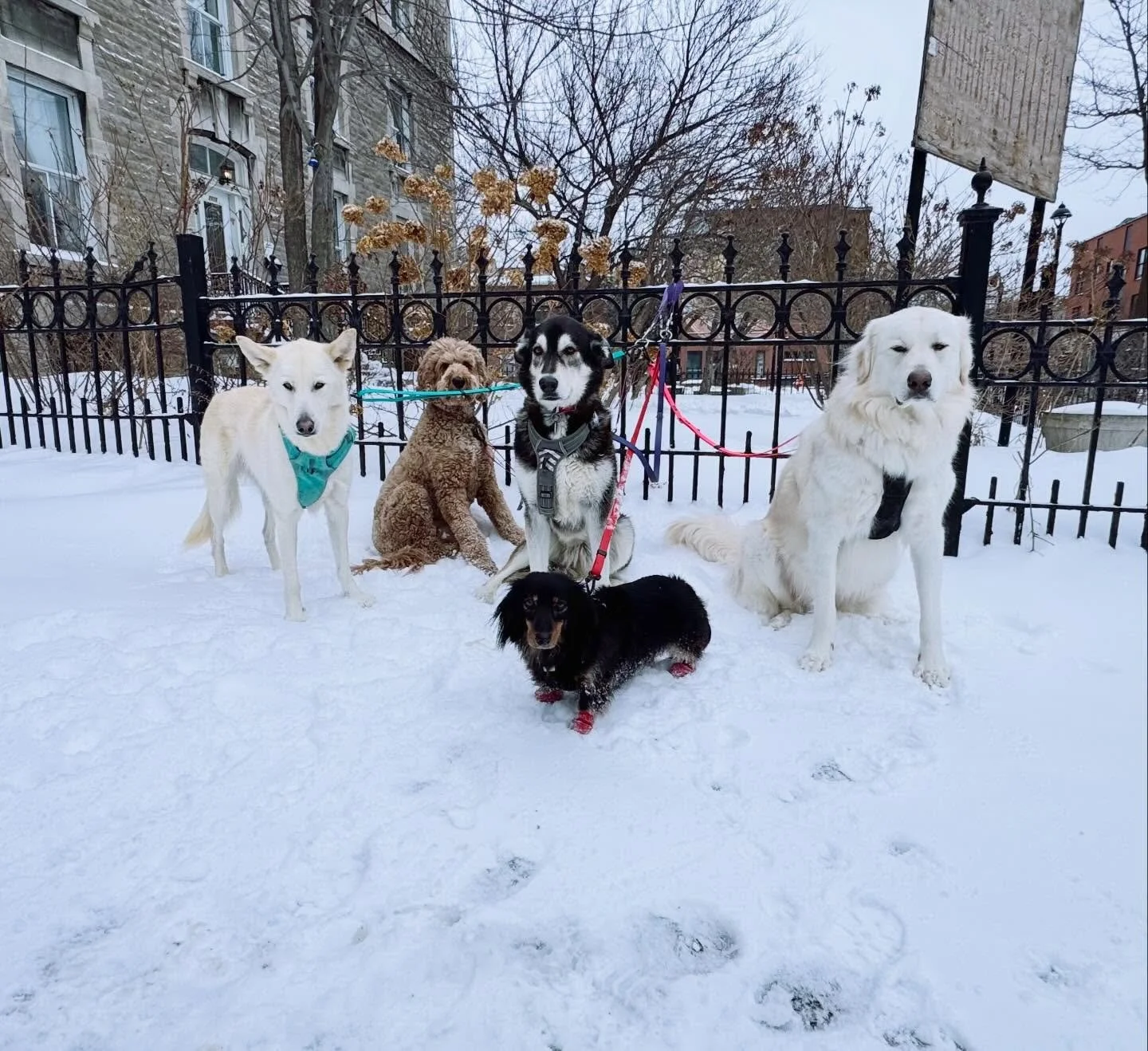 Baltou &amp; his lady crew!
#brittswalks