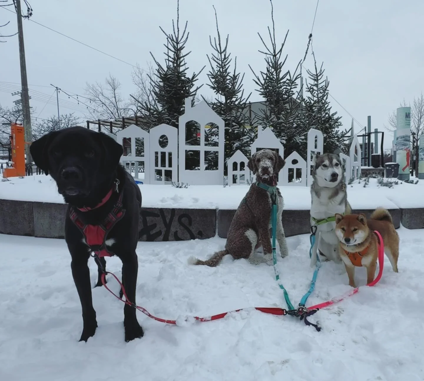 Afternoon cuties 😊
#brittswalks