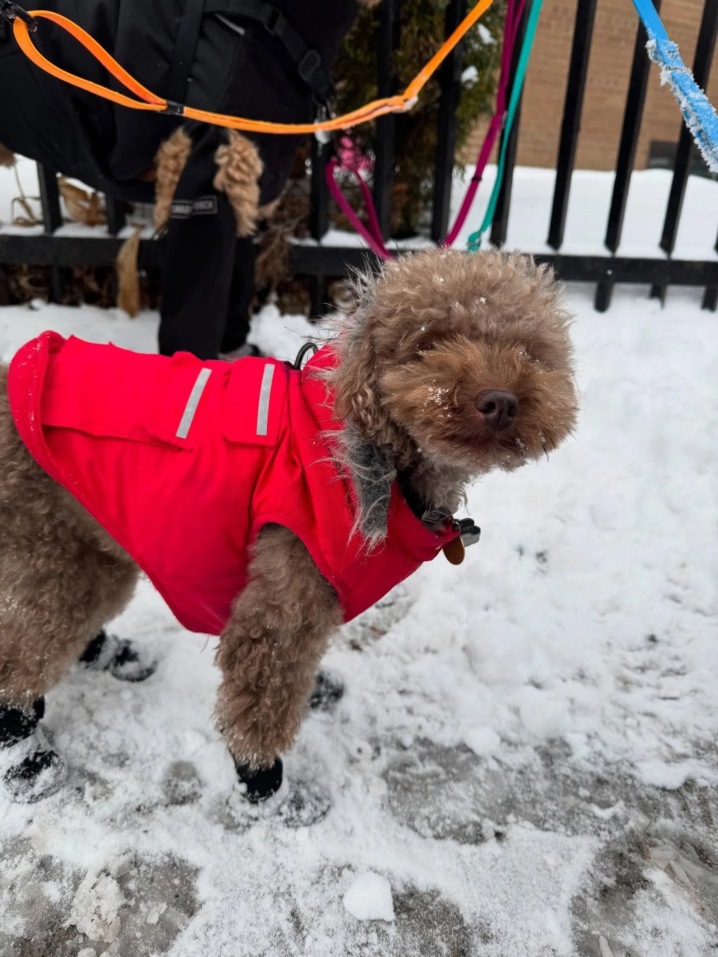 Happy Hump Day from Cooper, Daisy, Pablo, Maurice &amp; Scout!