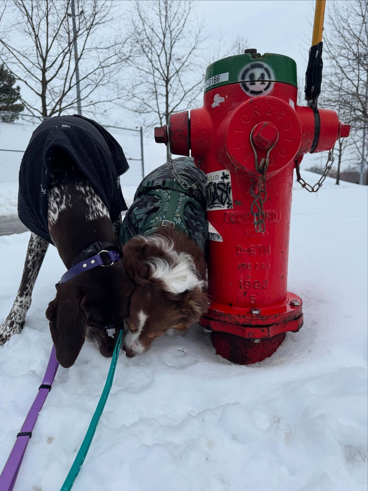 Dogs love their fire hydrants!
