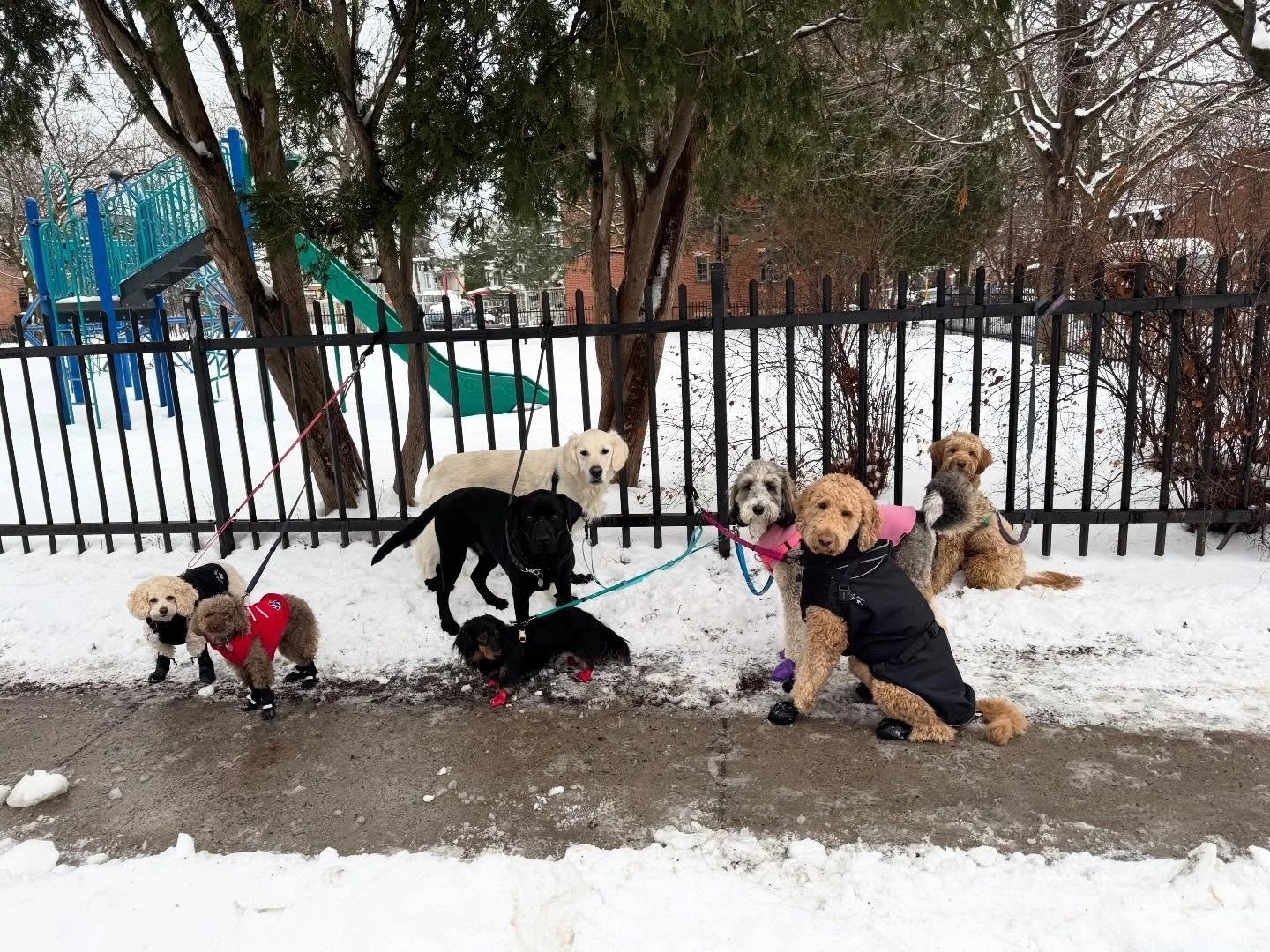 Tuesday crew! #allisonswalks x #scottswalks