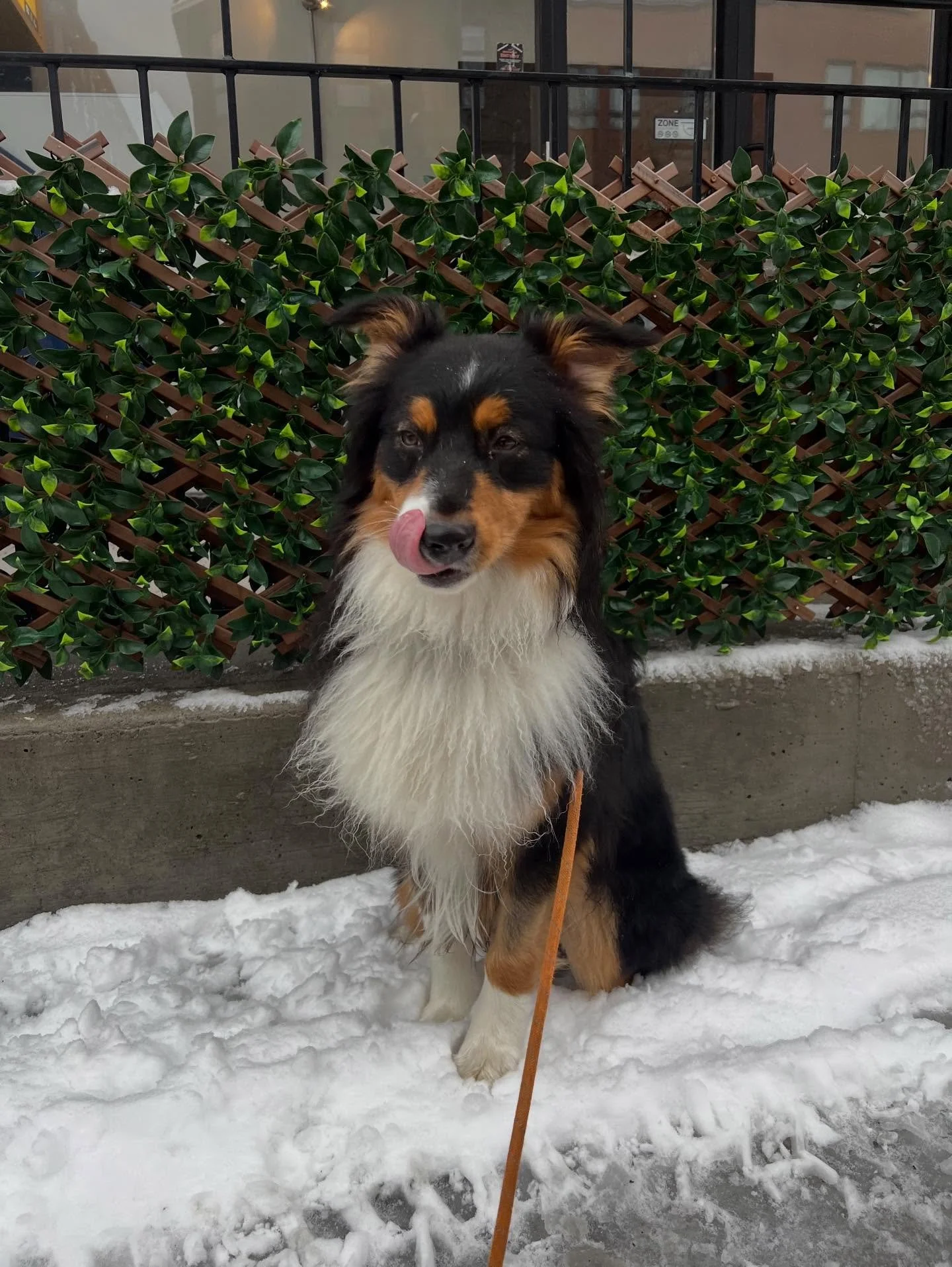 Loki is growing up! #monicaswalks