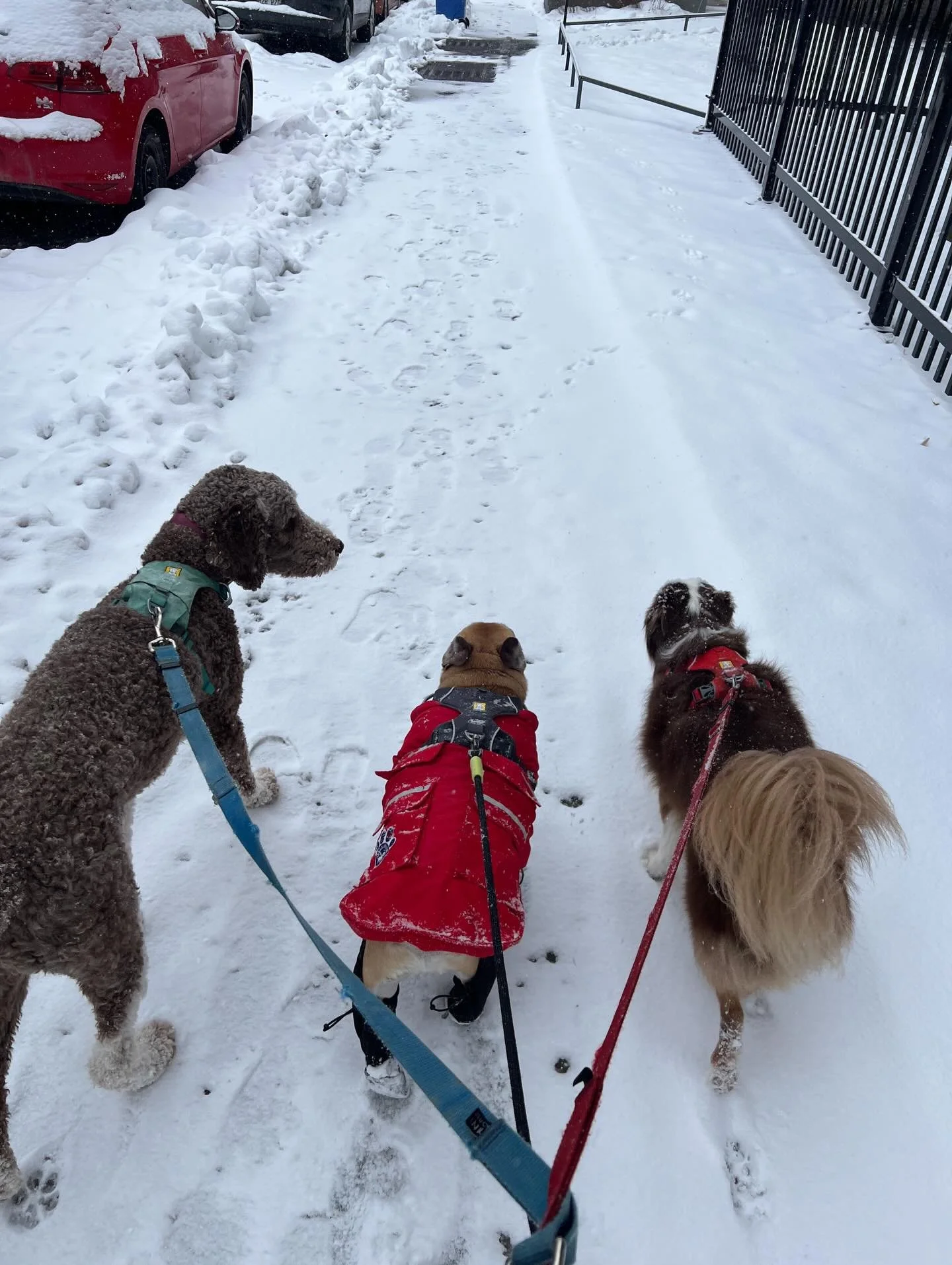 Esco&rsquo;s living his friends 🫶  #monicaswalks