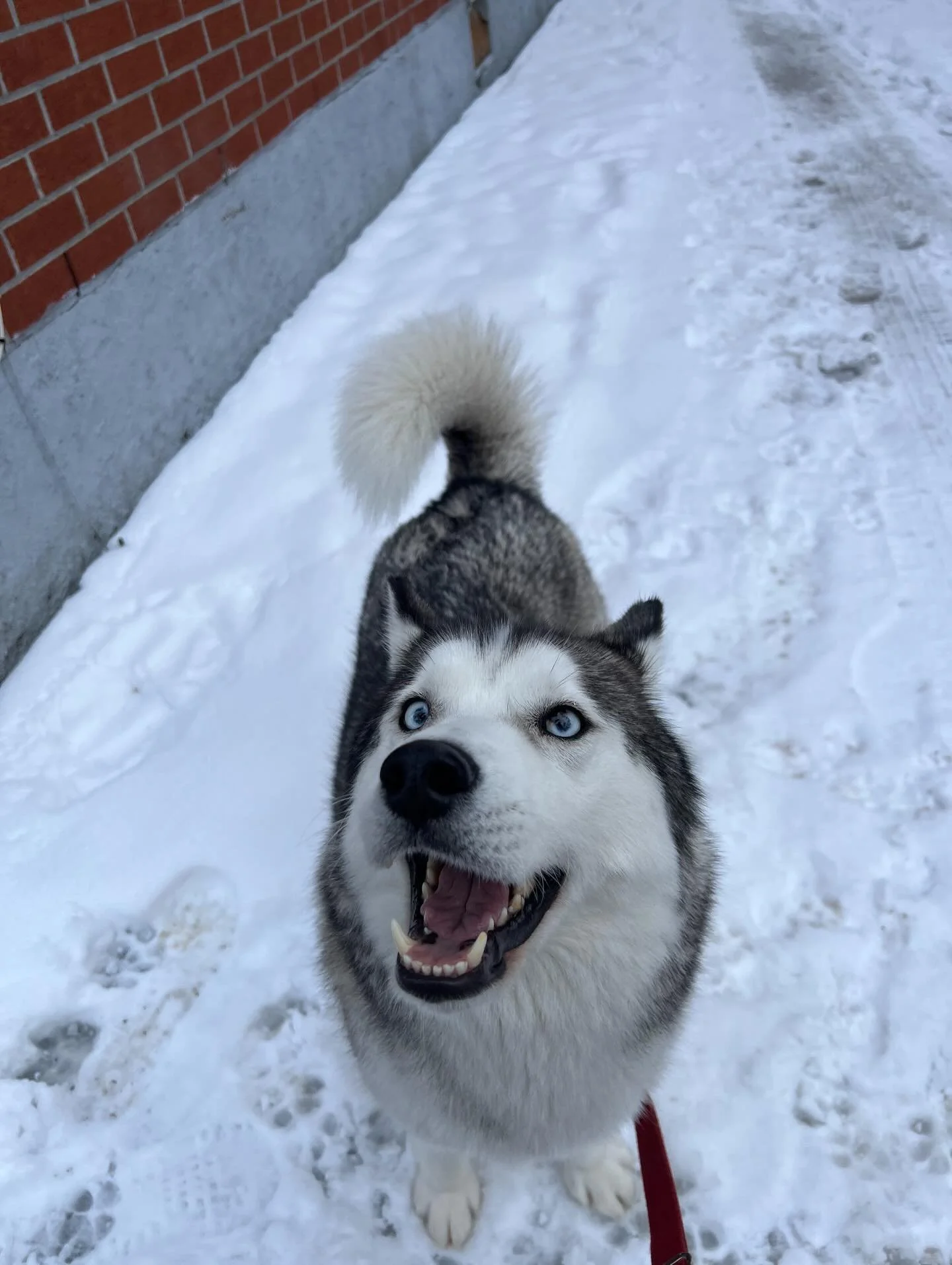 Ta&iuml;ga is very happy Monica&rsquo;s back!! #monicaswalks