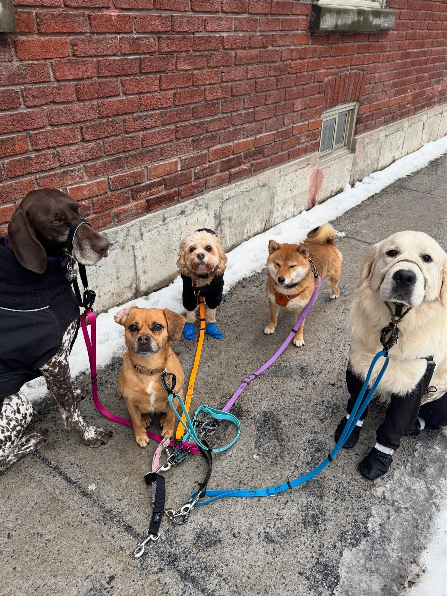 Wednesday afternoon crew! #allisonswalks