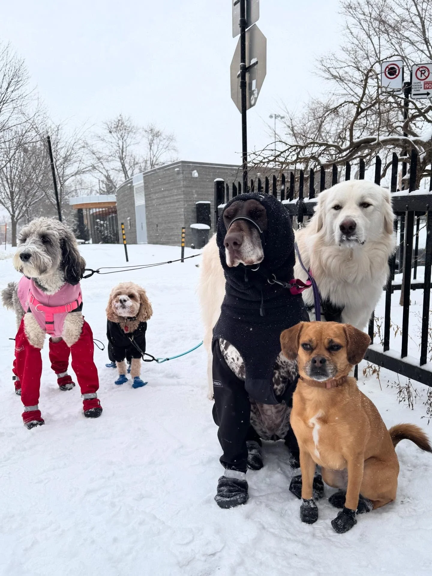 Milo &amp; the ladies! 🩷 #allisonswalks