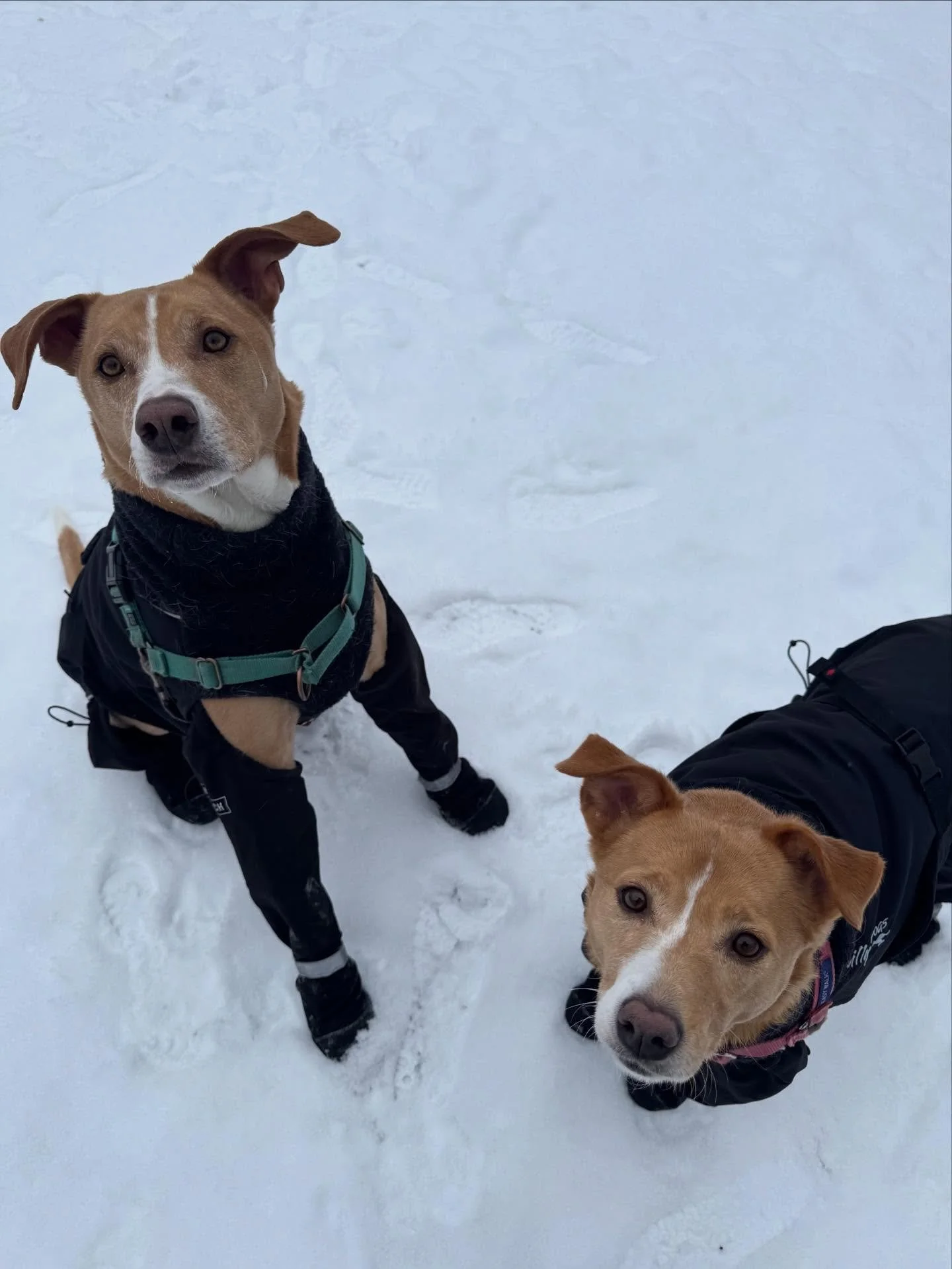 Tank &amp; Prim 💕💕