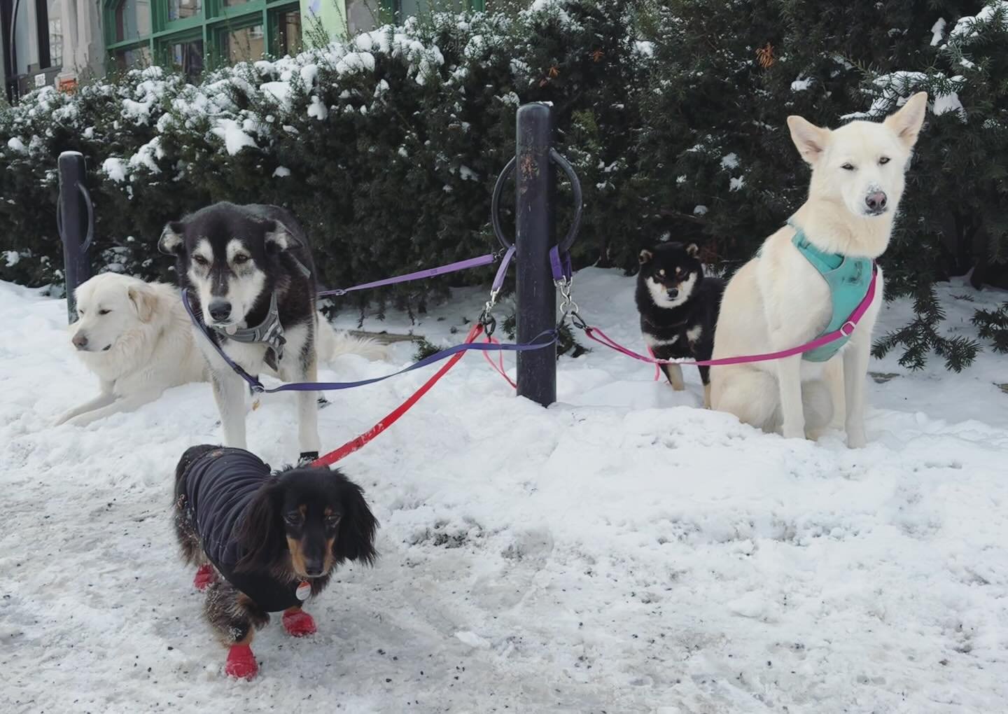 Baltou &amp; the babes!
#brittswalks