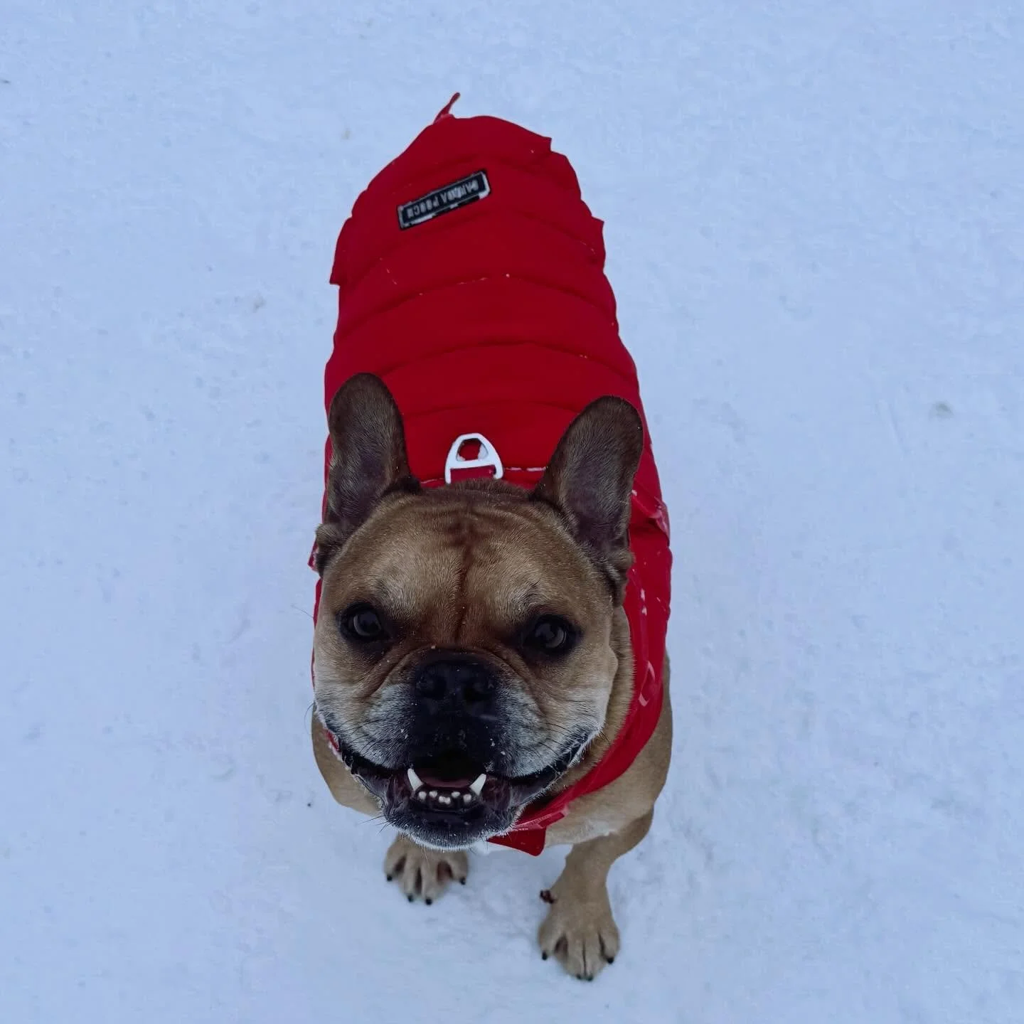 Just the happiest guy ☺️
#brittswalks