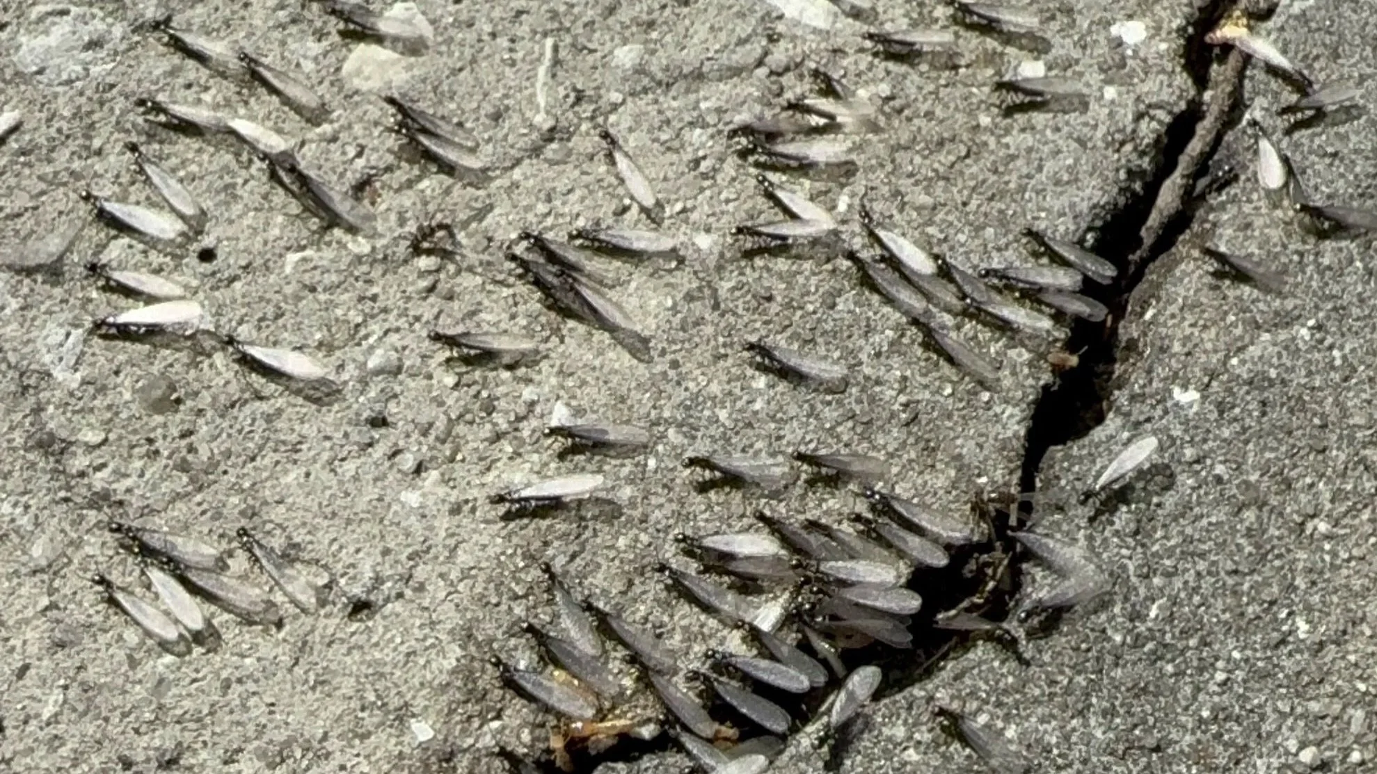 Eastern Subterranean Termites (Reticulitermes flavipes) in Gainesville Florida