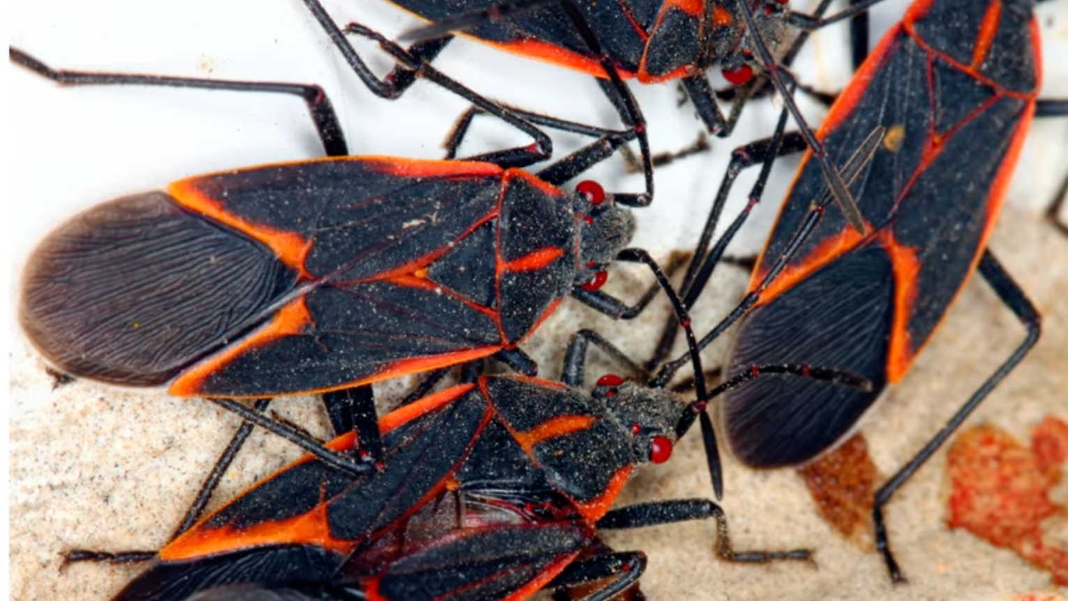 Jadera Bug in Gainesville Florida