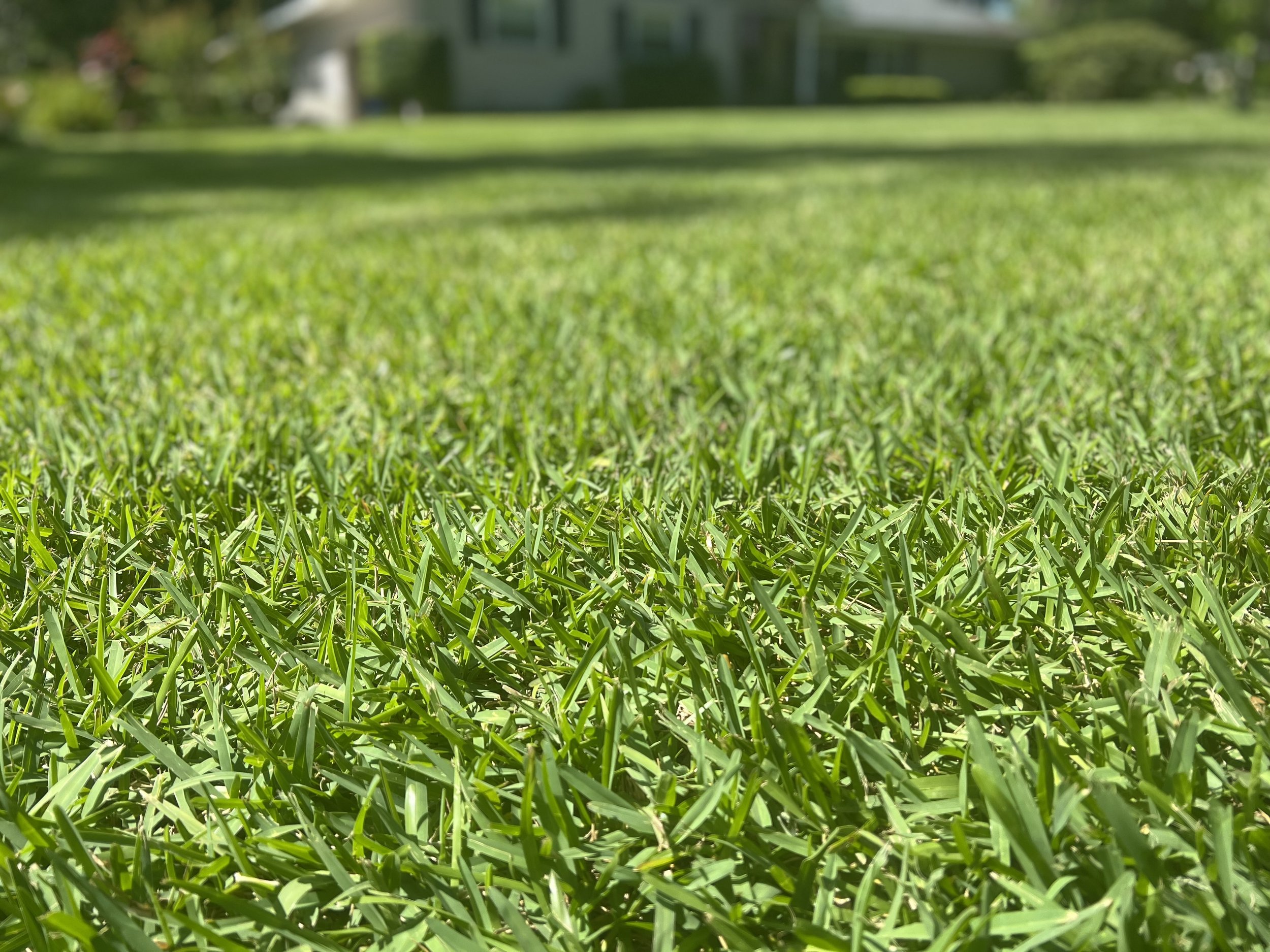 Pest Control Gainesville FL Sunshine Greenery
