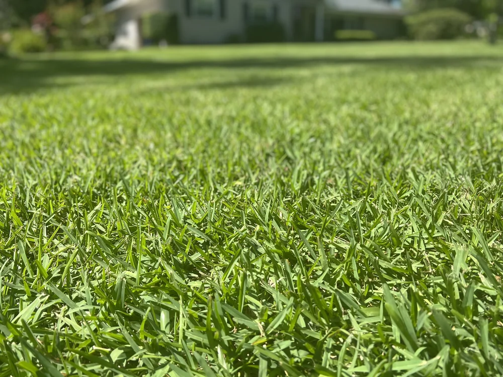 Pest Control Gainesville FL Sunshine Greenery