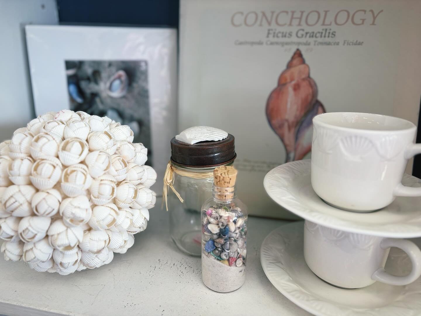 Check out some of our new best shellers 🐚

#coastal #coastaldecor #shells #shellart #newenglandhome #shellcollection #collectibles #shoplical #shopstoningtonct #thrifted #thriftedhome #thrifthappy
