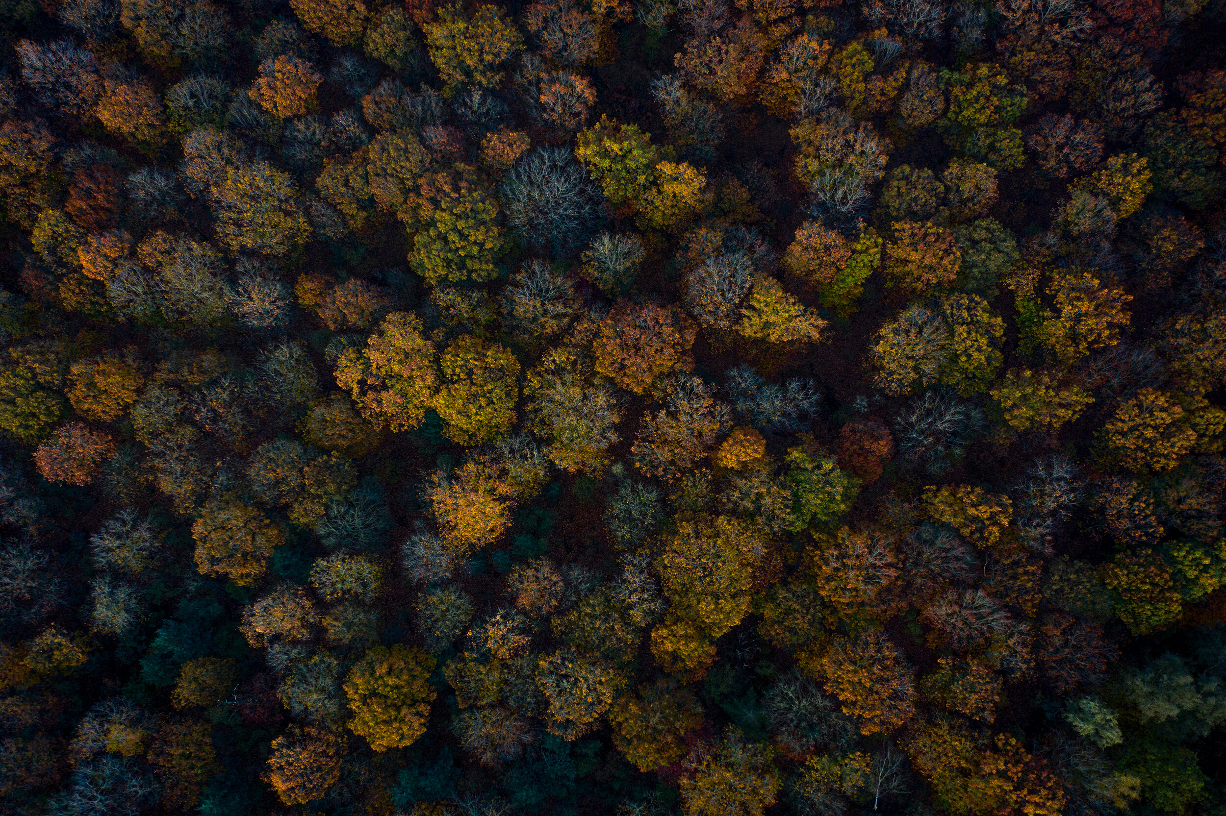 Fresh, Green, Spring