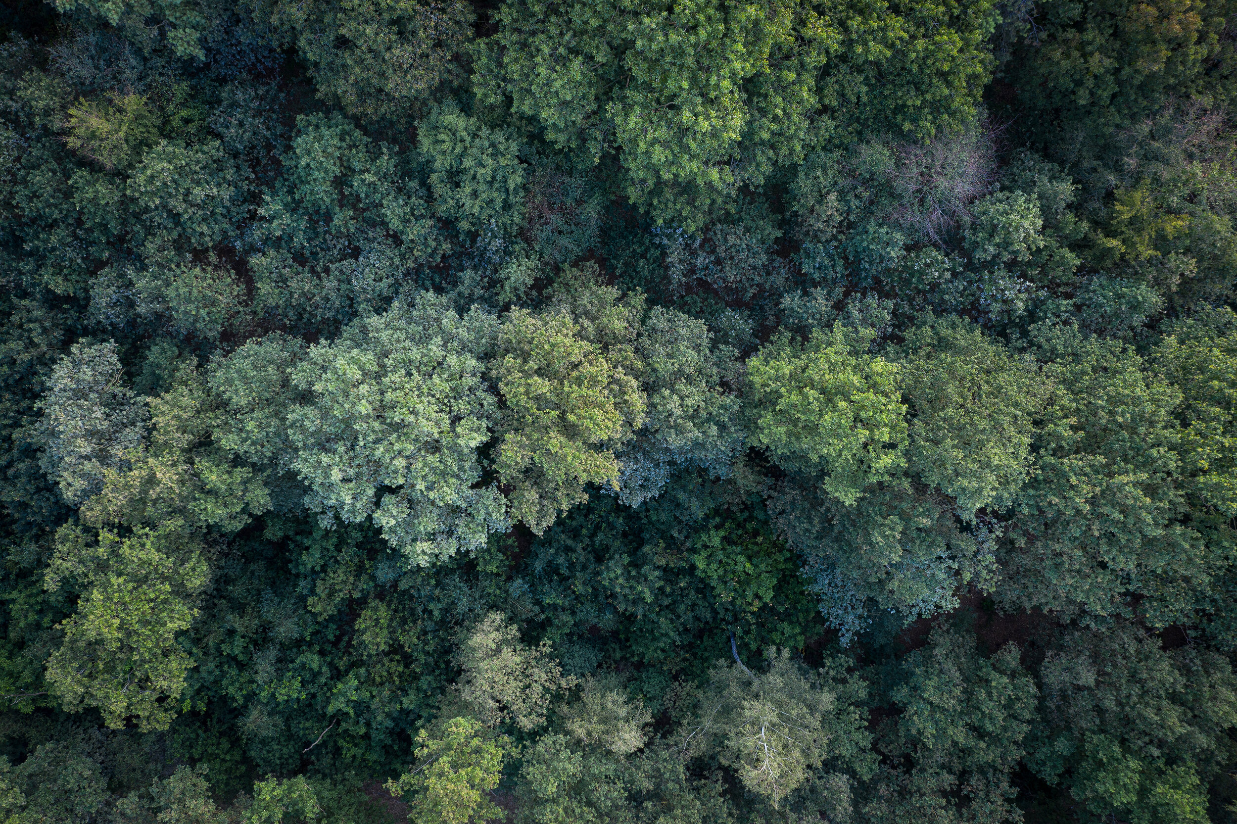 Forest from above