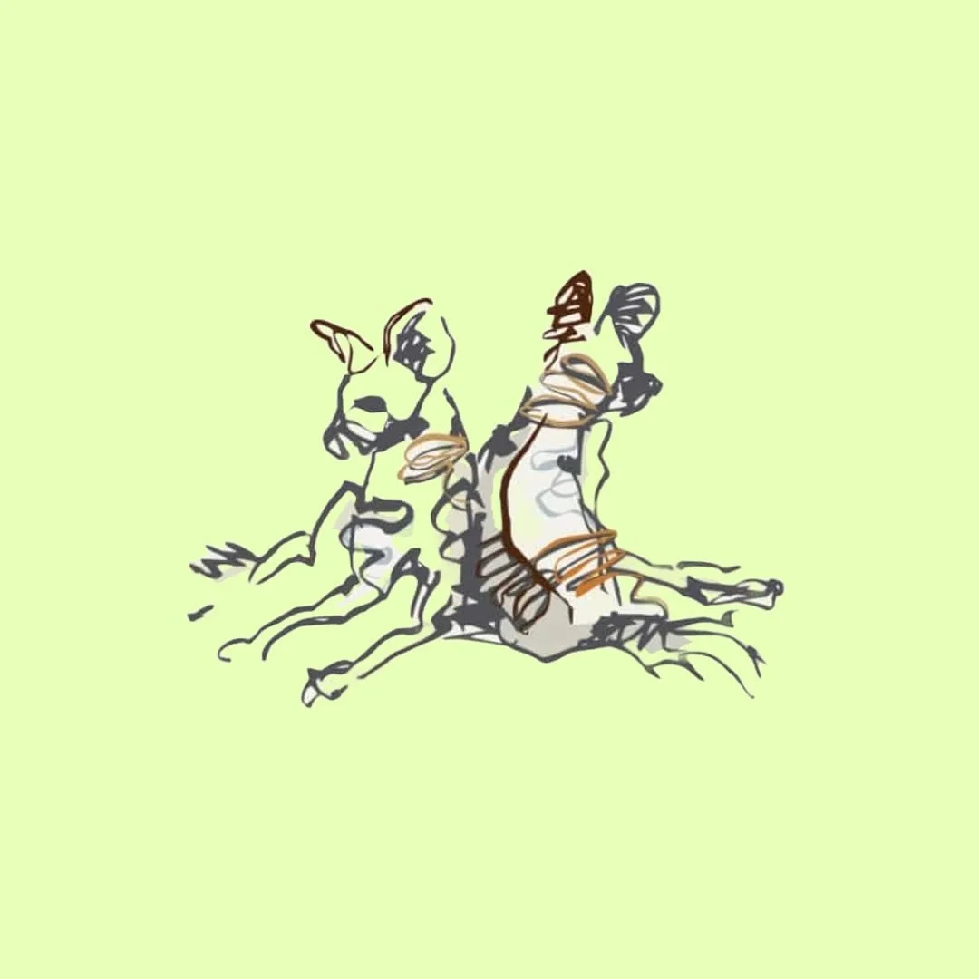 🐺🇿🇦 did you know that #southafrica produces more #cheninblanc than the rest of the world combined?

@paintedwolfwines supports the conservation of the highly endangered painted wolf (African wild dog) and the protection of the diminishing wild spa