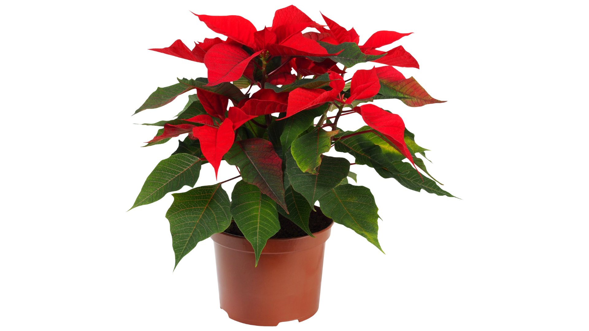 Untitled design (9).png