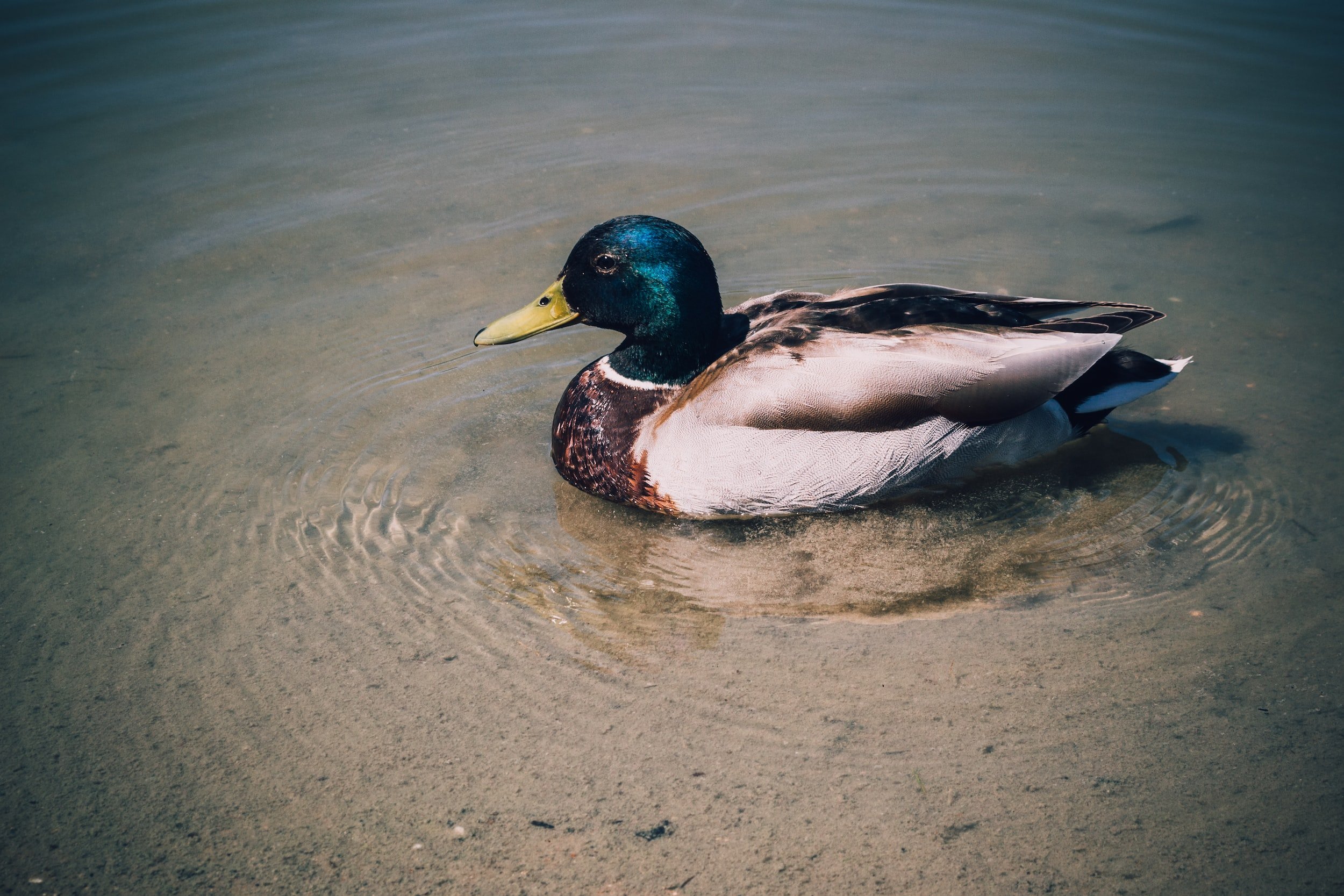 The Lame Duck is Landing: A summary of what happened